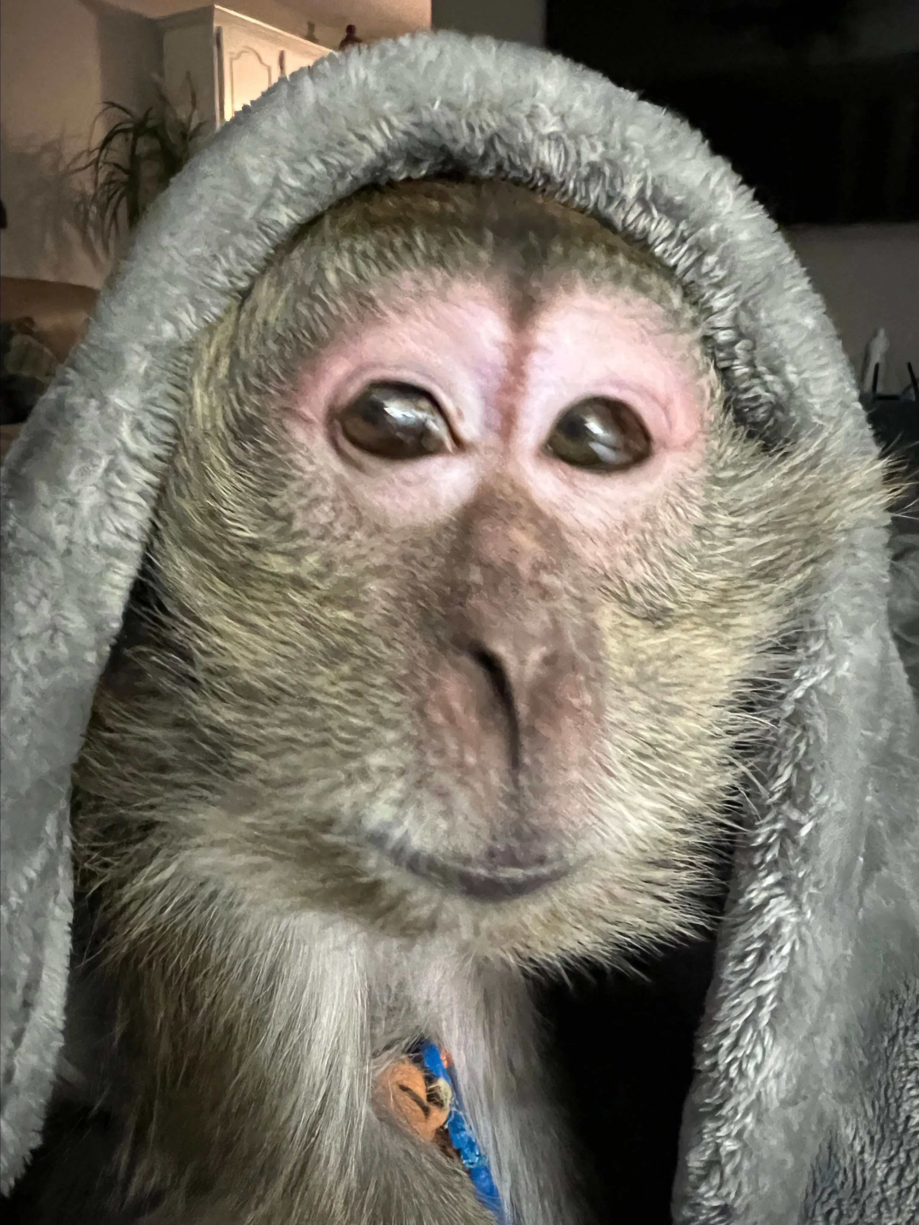 Product image for Buy Yodi Monkey Snack