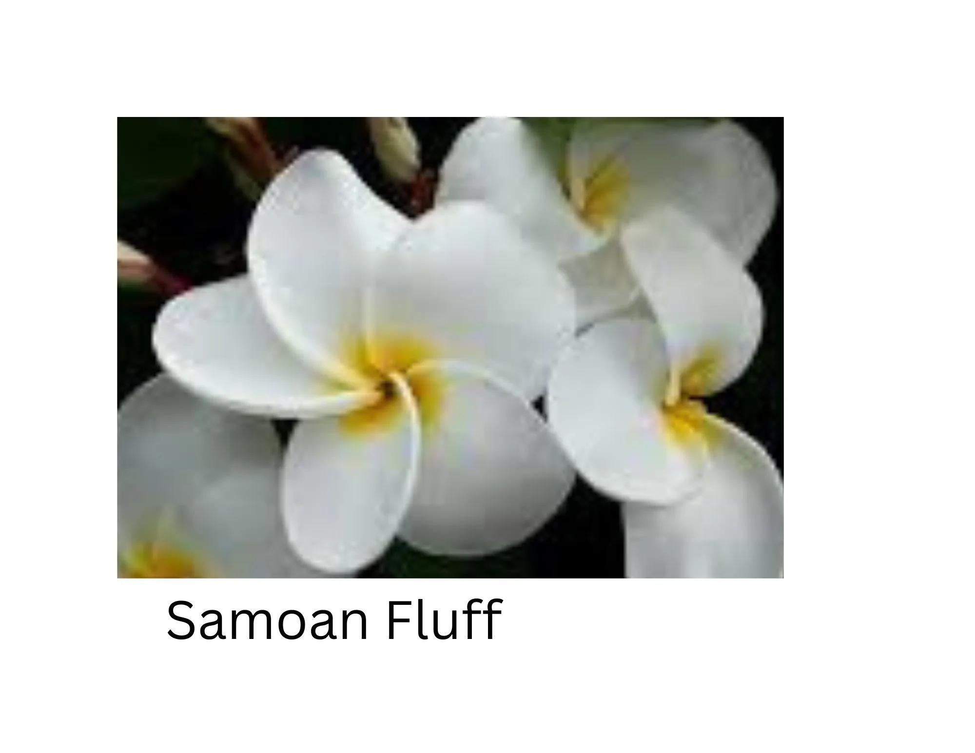 Product image for Samoan Fluff plumeria cutting