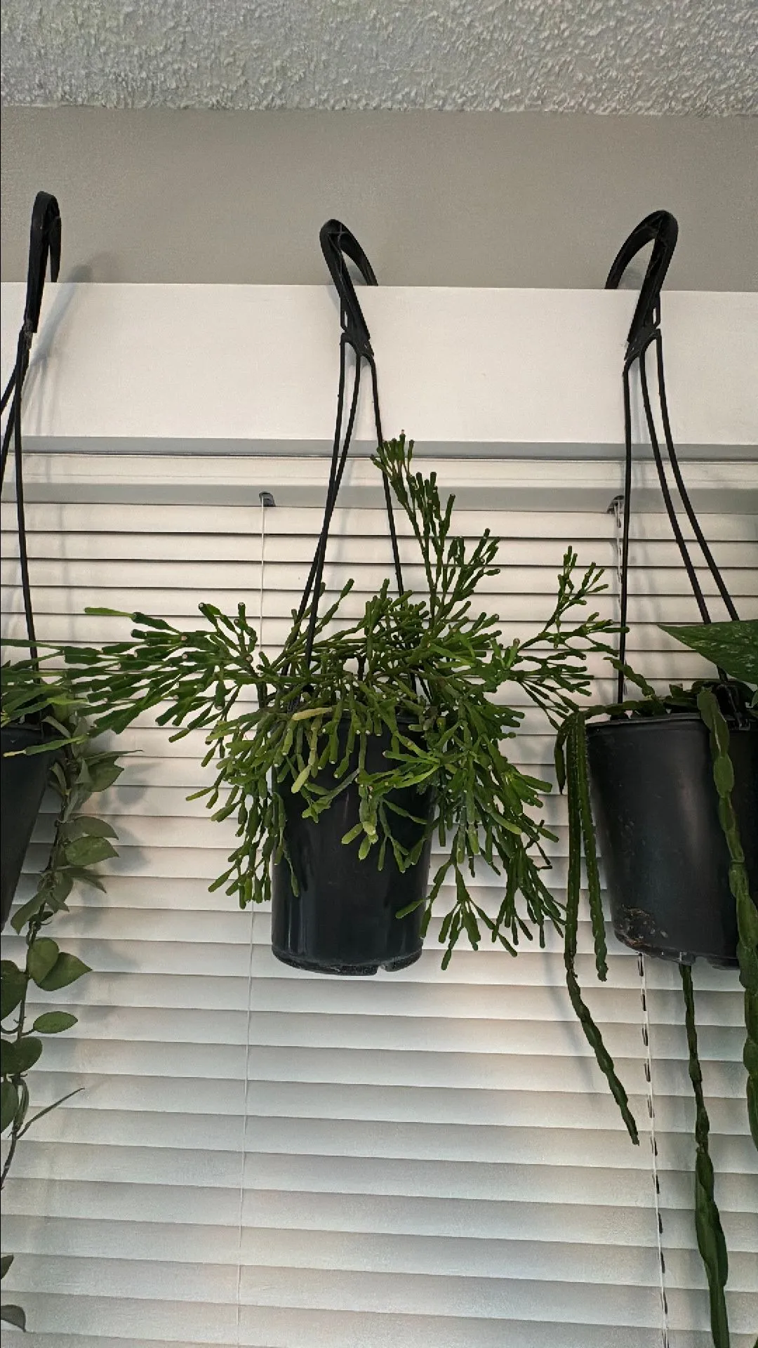 Product image for Rhipsalis salicornioides