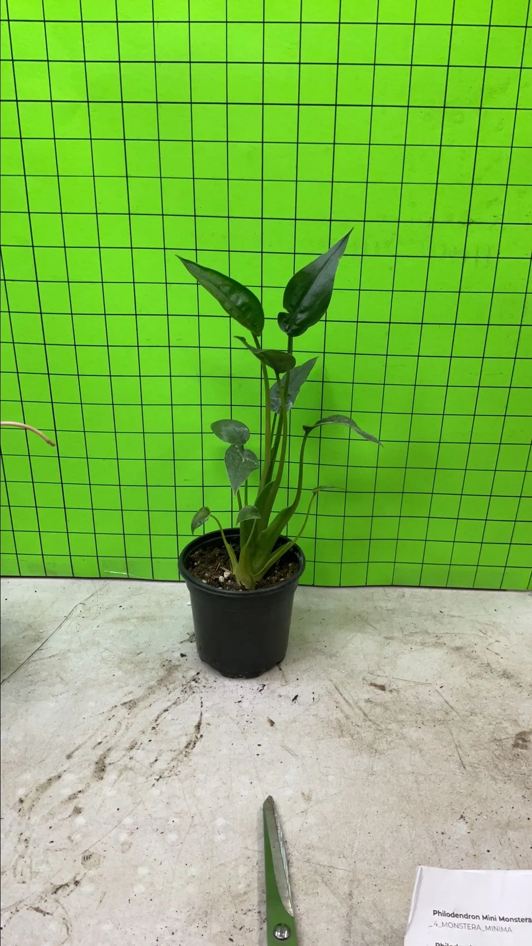 Product image for Alocasia Tiny Dancer 2168