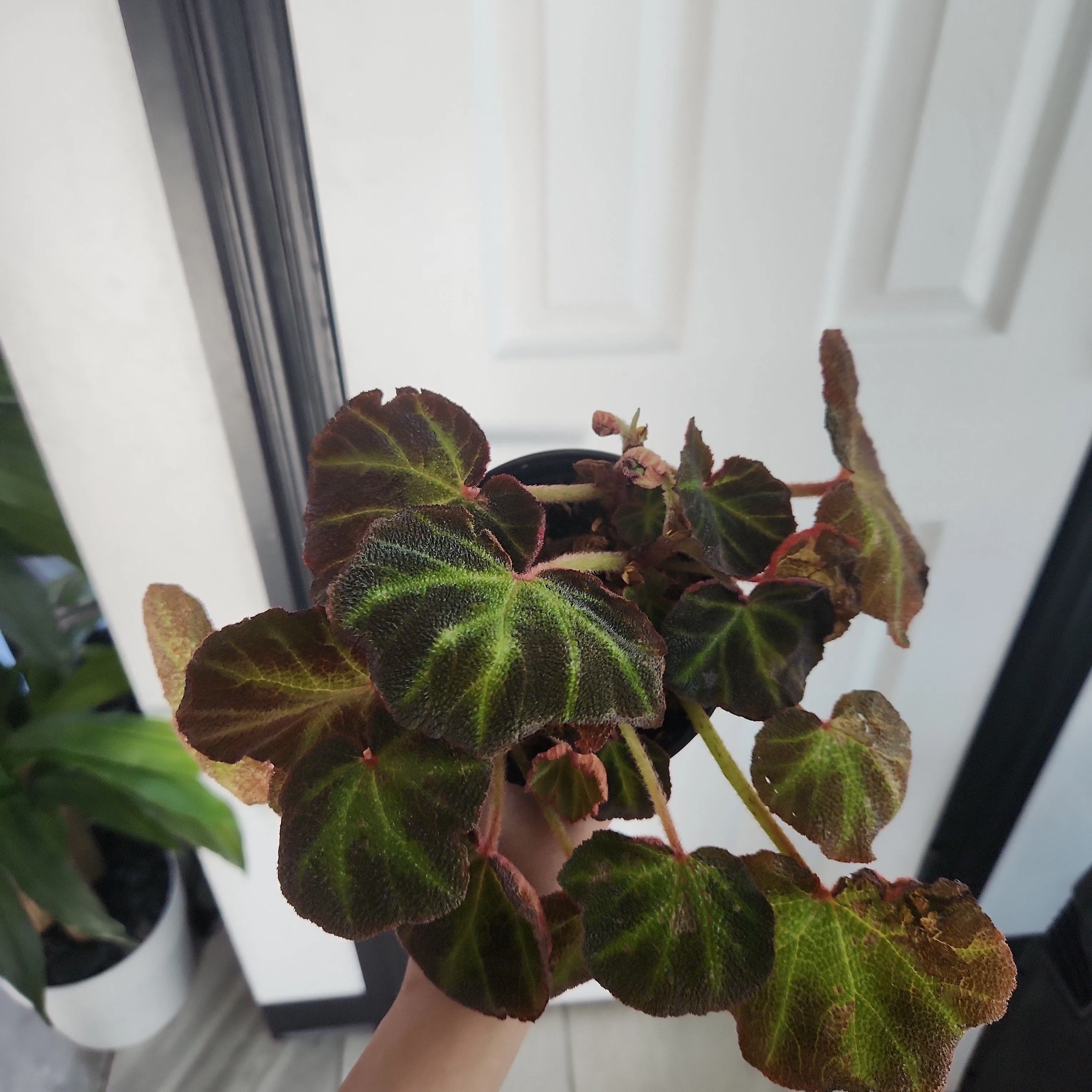 Product image for Begonia Matata