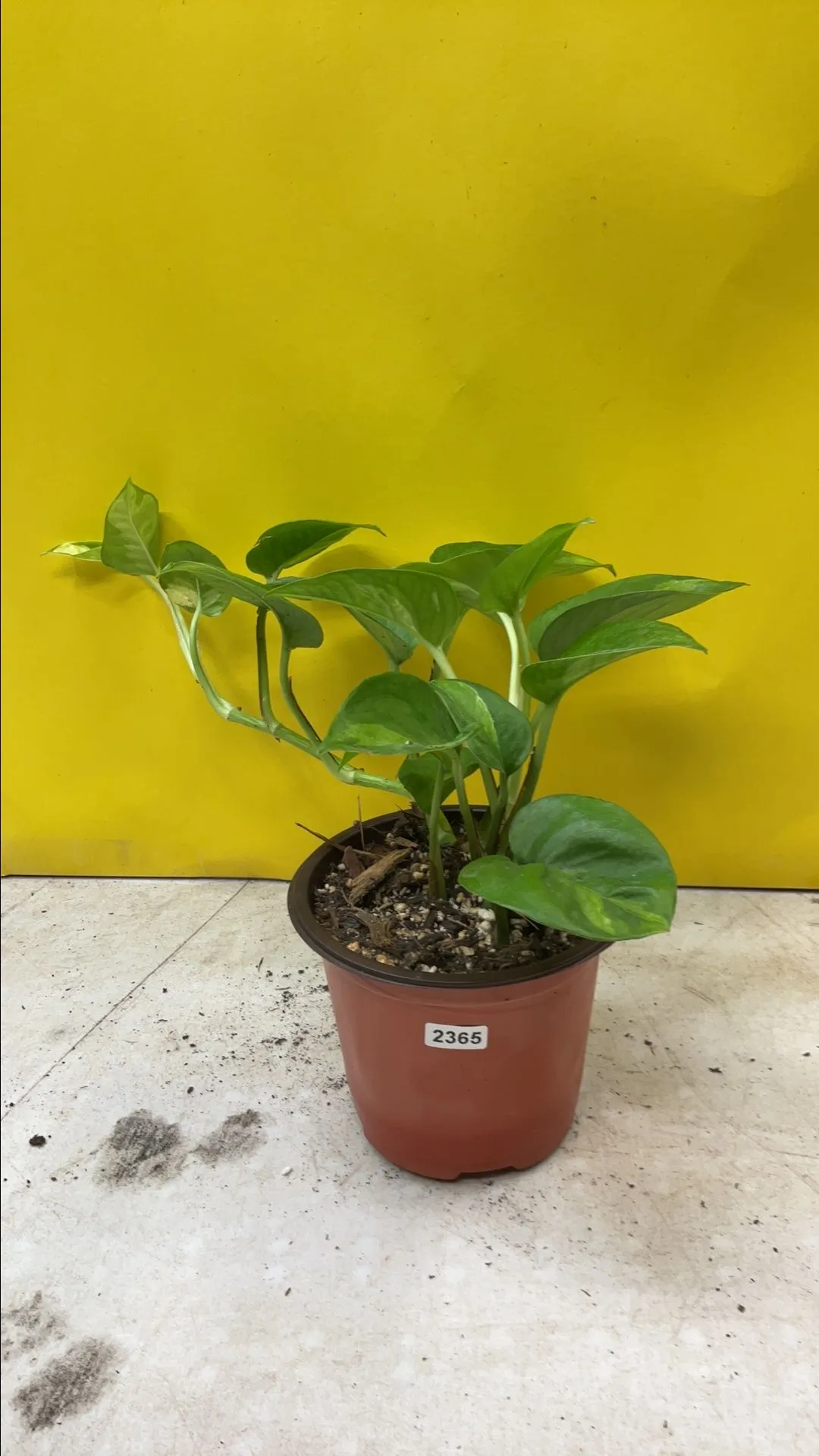 Product image for Pothos Lemon Meringue 2365