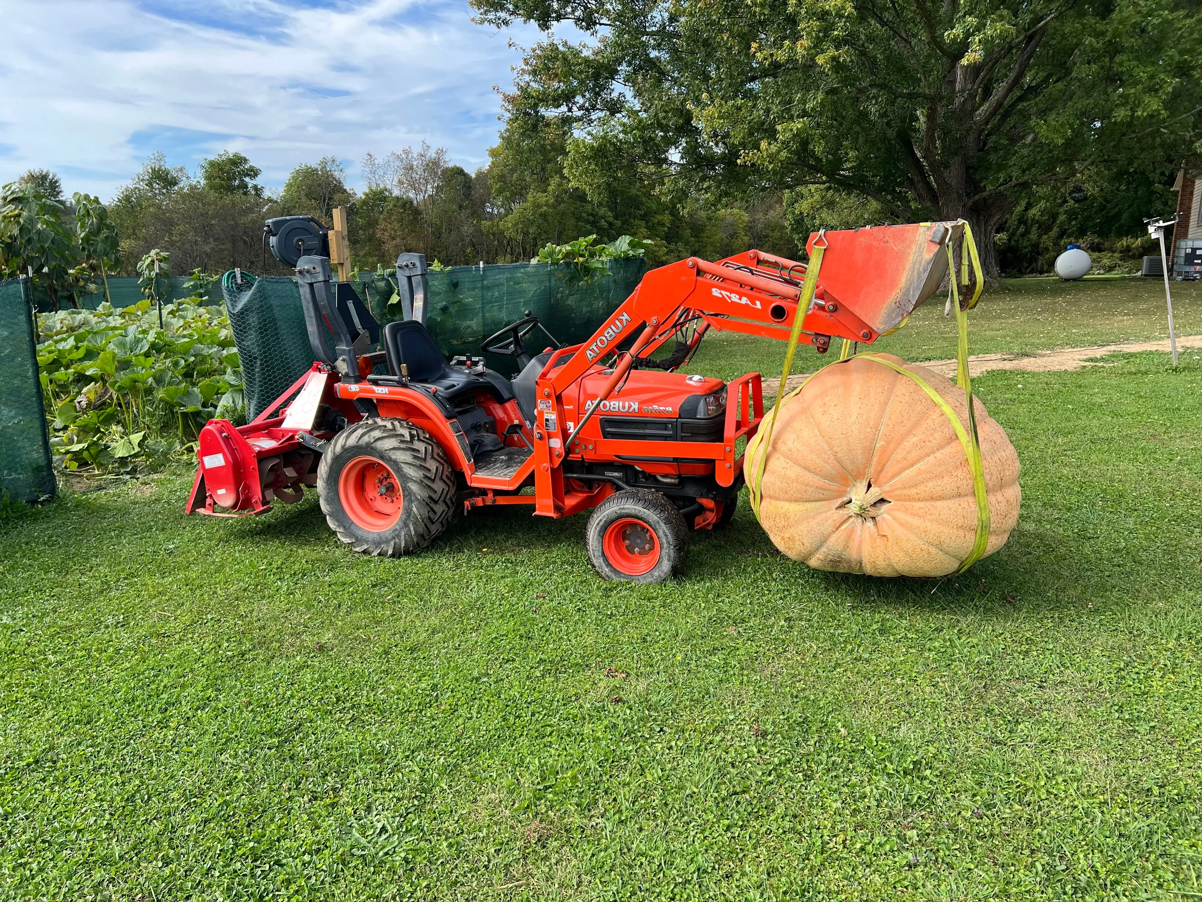 Product image for Giant Pumpkin Seeds From Our 847lb Pumpkin