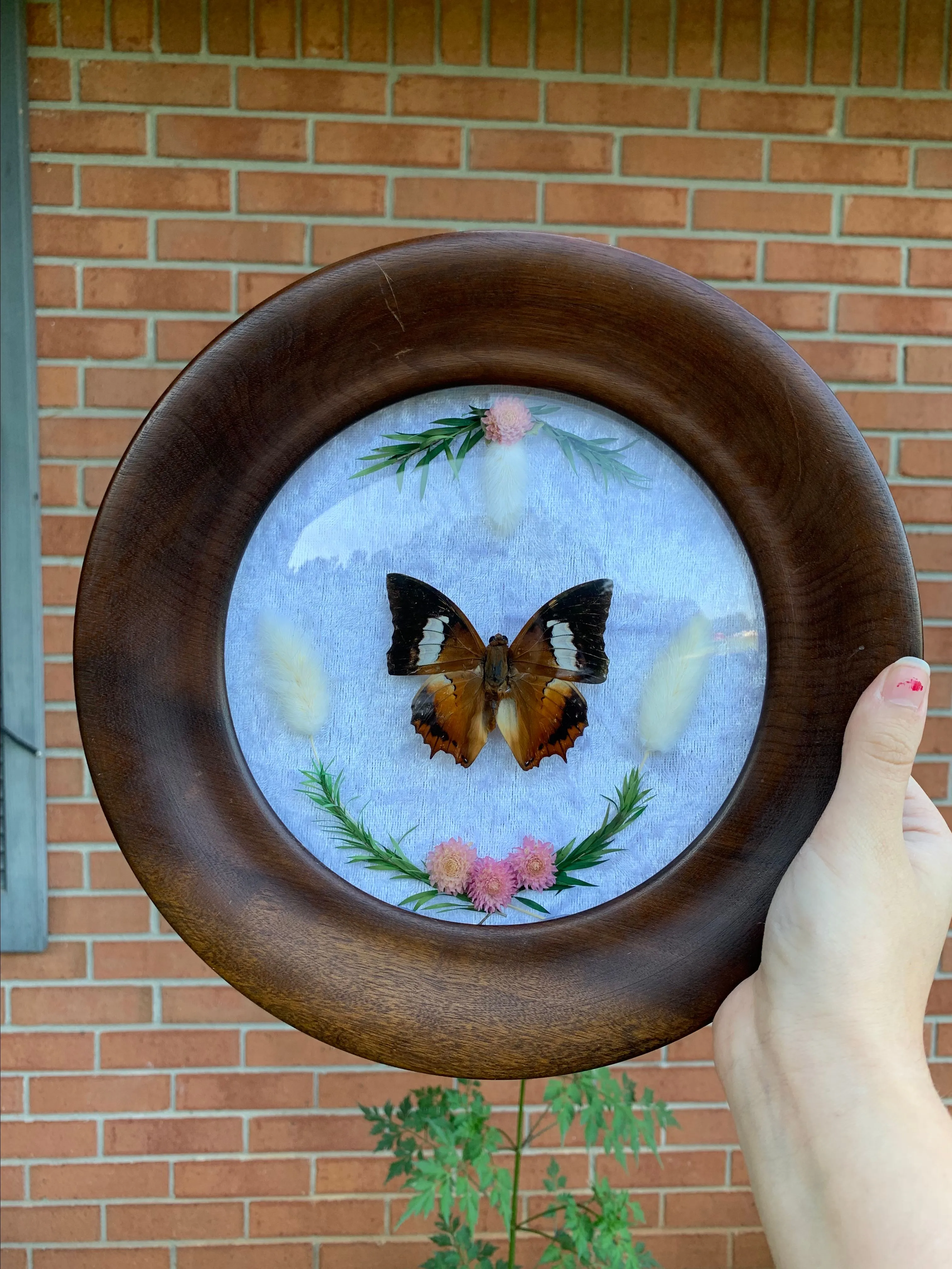 Product image for Real butterfly in a vintage bubble frame