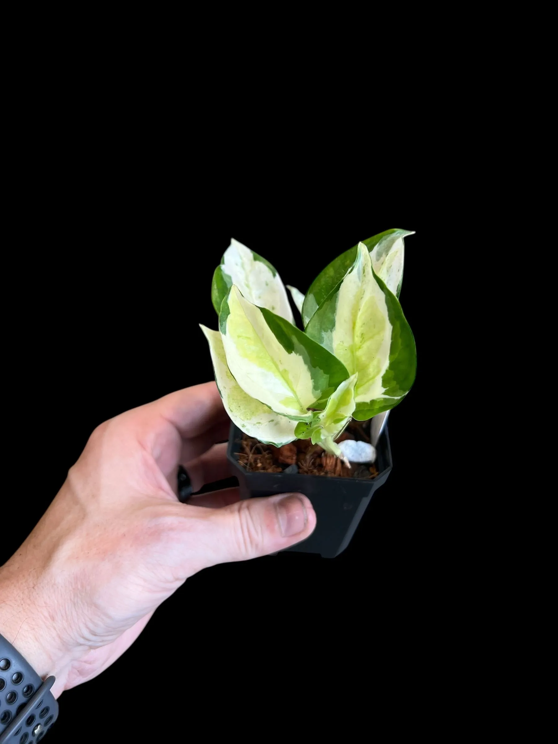 Japanese Global Pothos  Whatnot: Shop, Sell, Connect