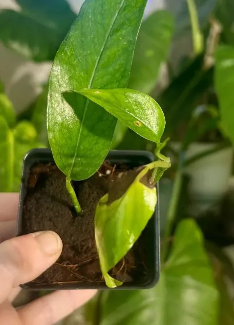 Product image for Skeleton Key Pothos