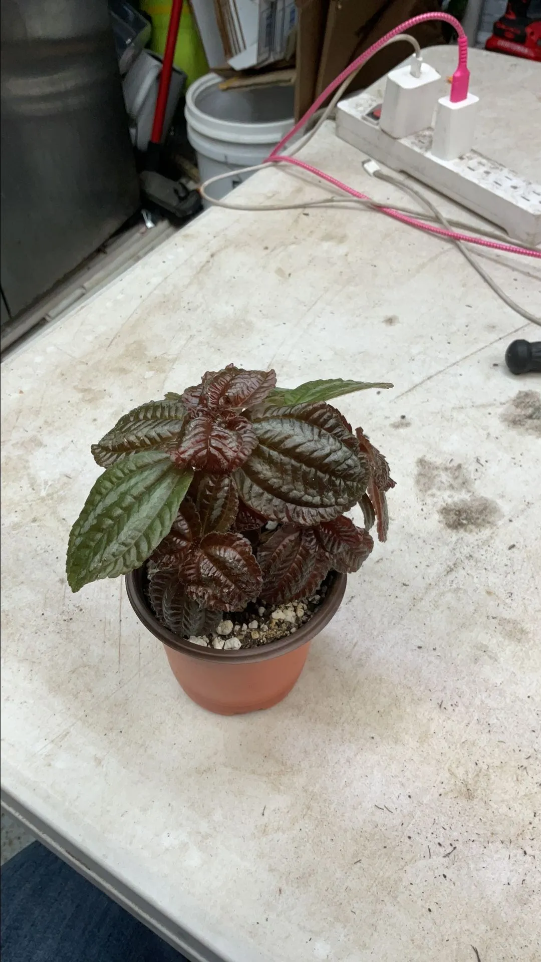 Product image for Pilea 1169