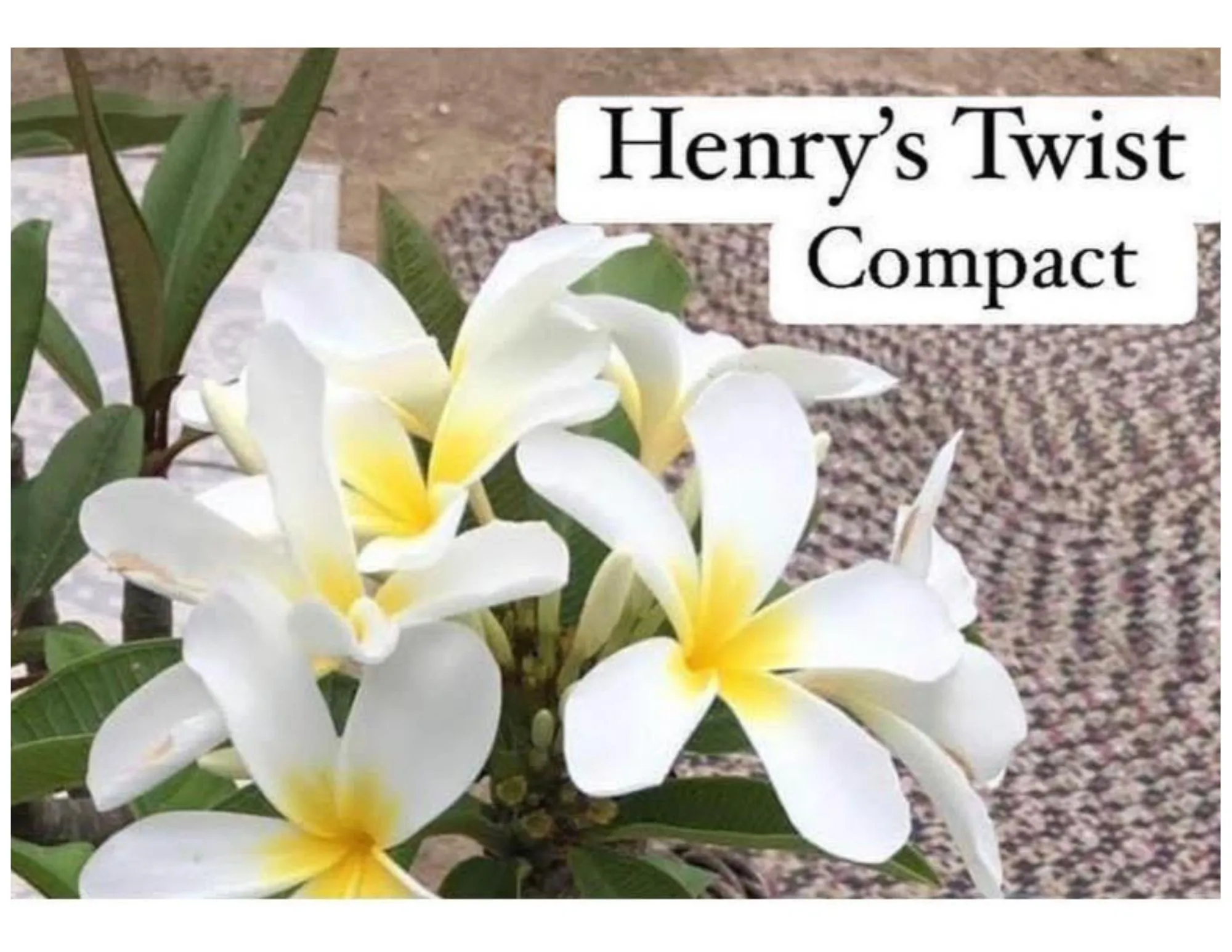 Product image for Henry's Twist plumeria cutting