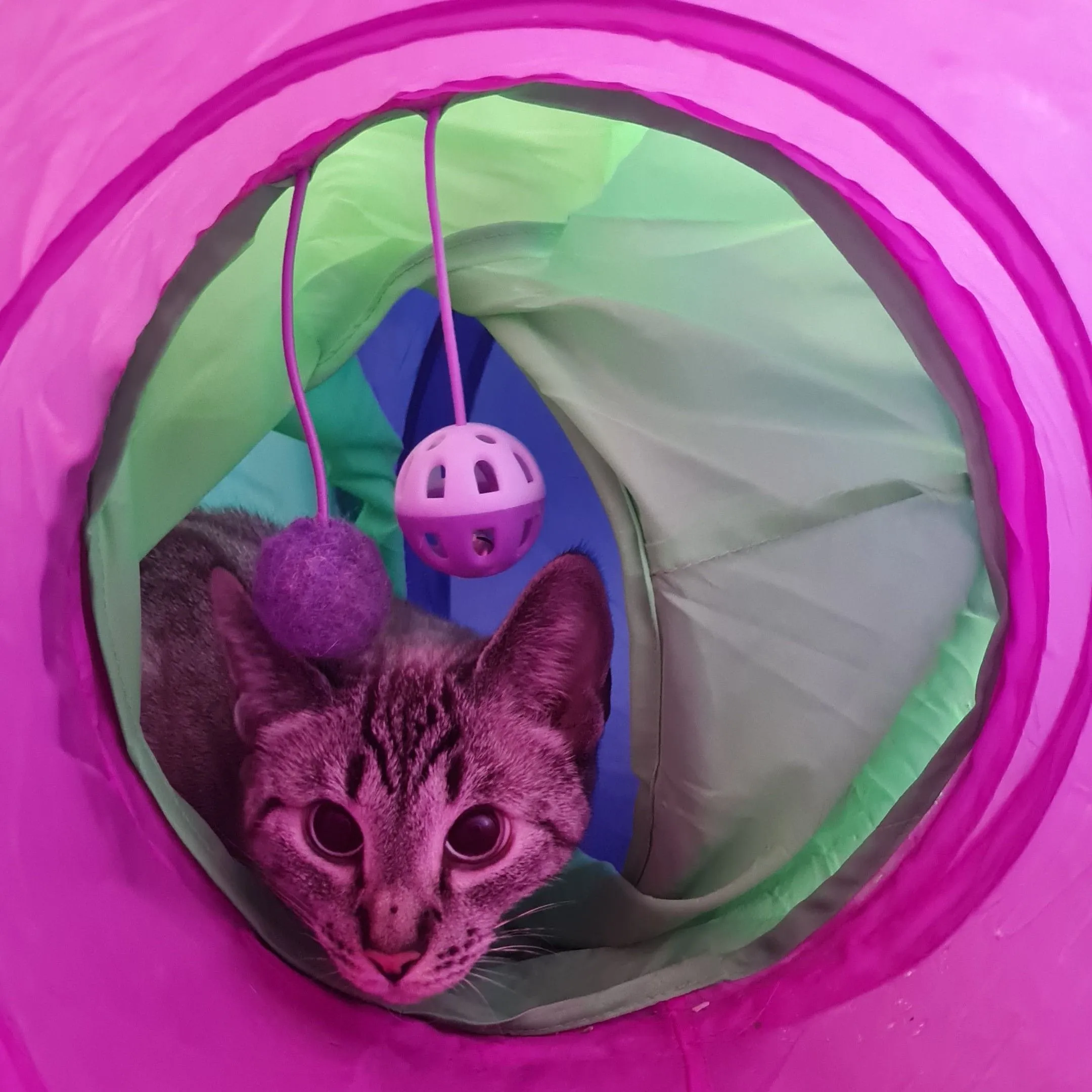 Product image for Donate to support our kitties 😻🐈‍⬛️💖