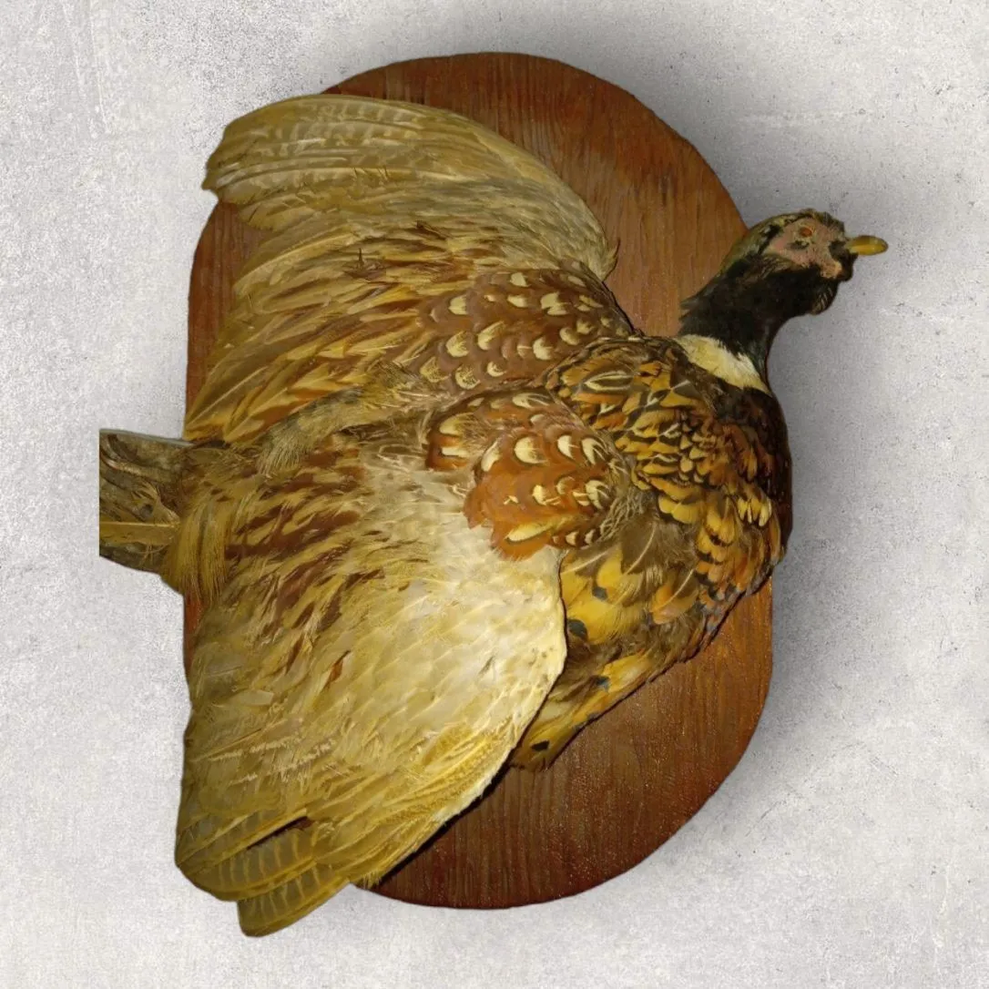 Product image for Taxidermy Bird PHEASANT. Stuffed Pheasant Bird Excellent Composition Mounted