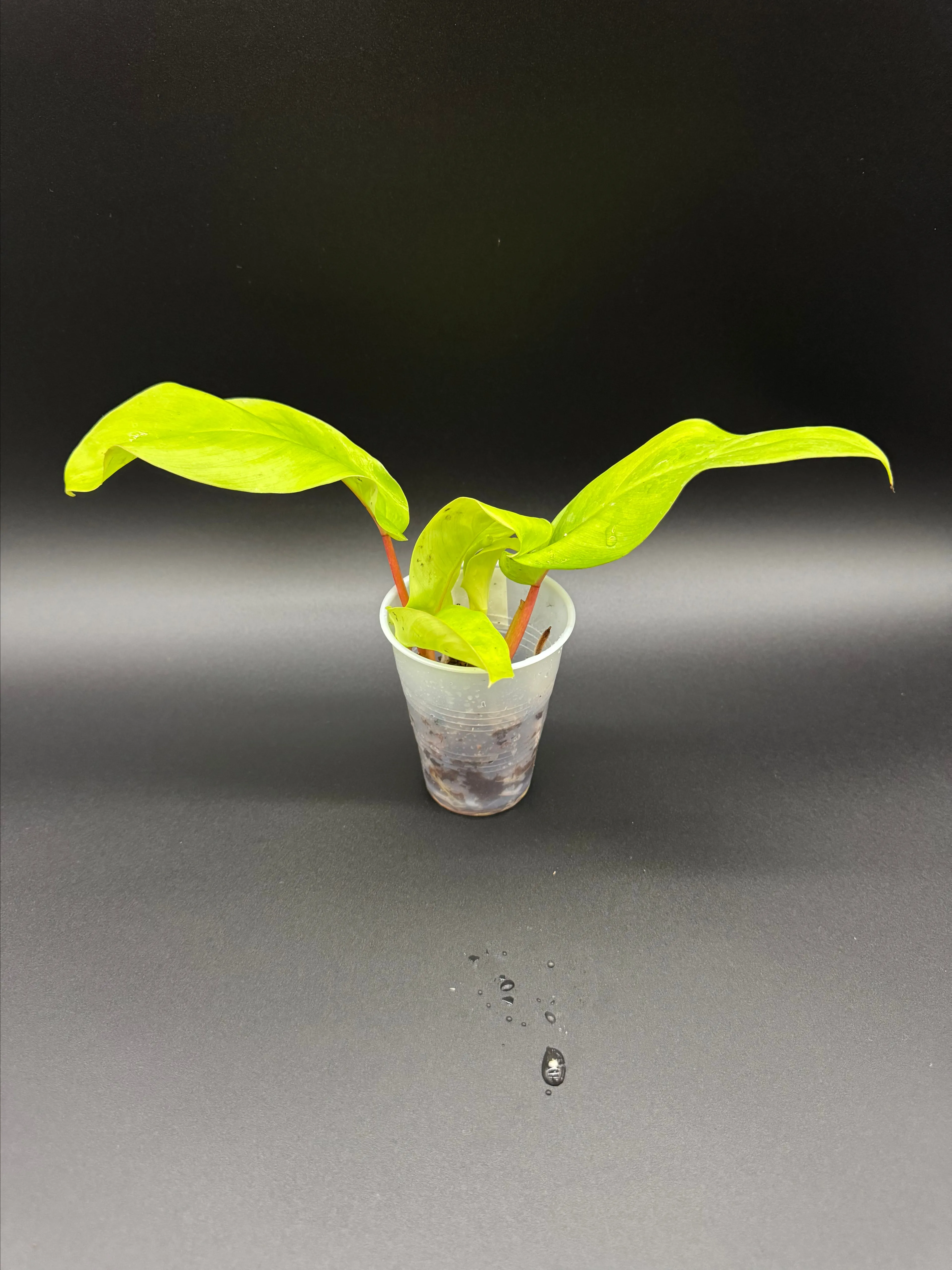Product image for Philodendron Ceylon lemon lime