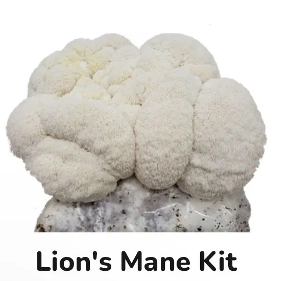 Product image for Lion’s Mane Grow Kit