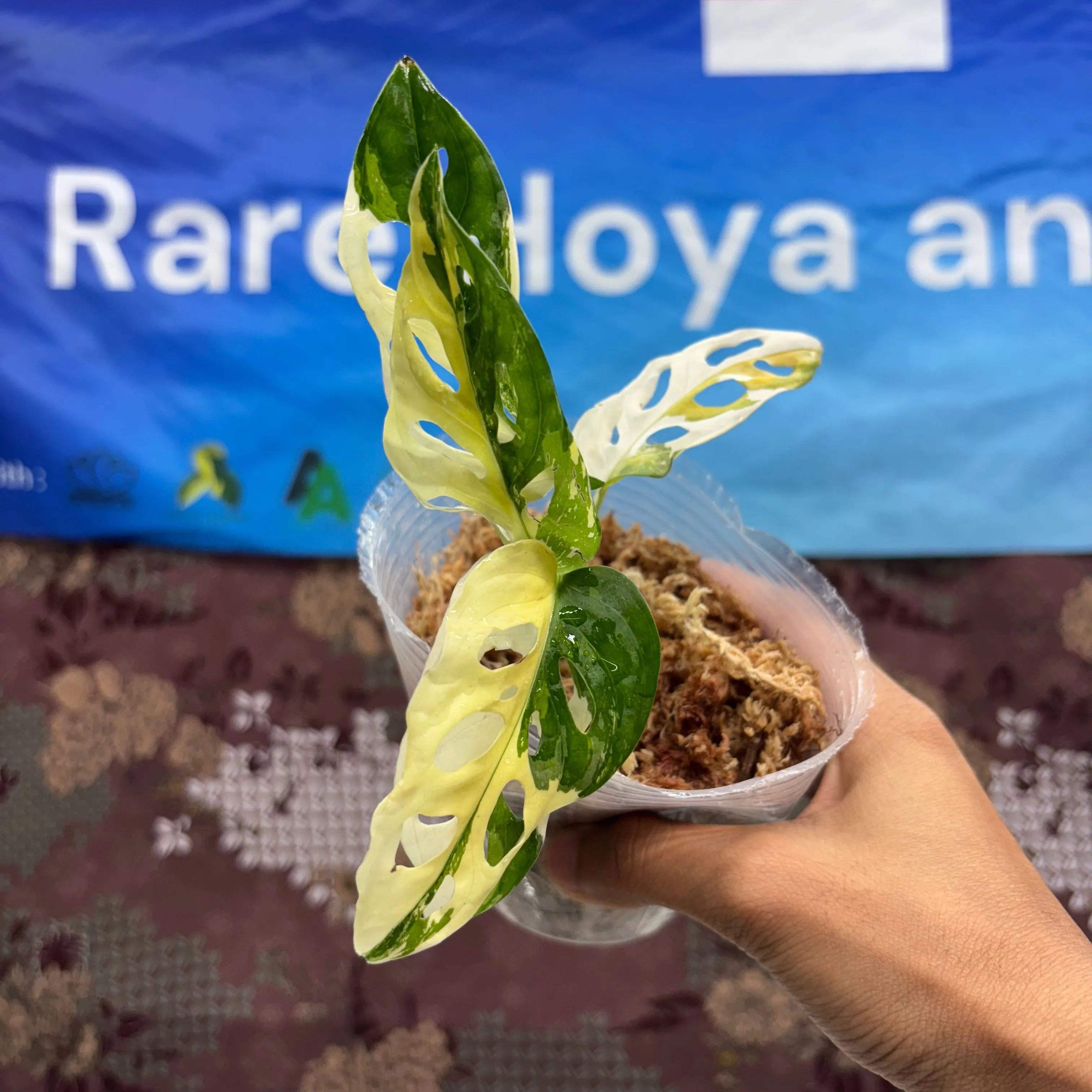 Product image for  B01003-  Monstera Adansoni Albo Variegated