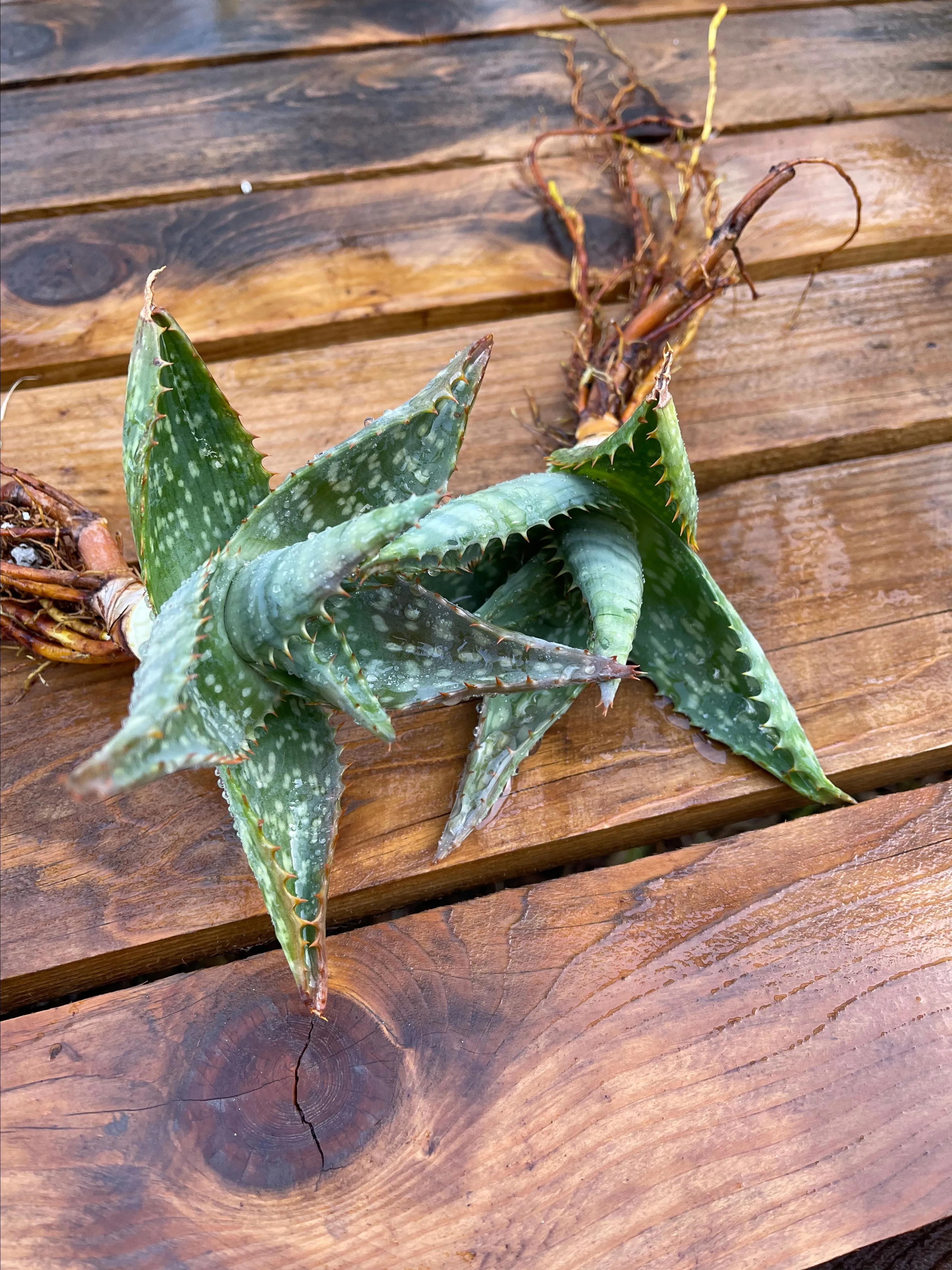 Product image for Aloe macalata Soap Aloe