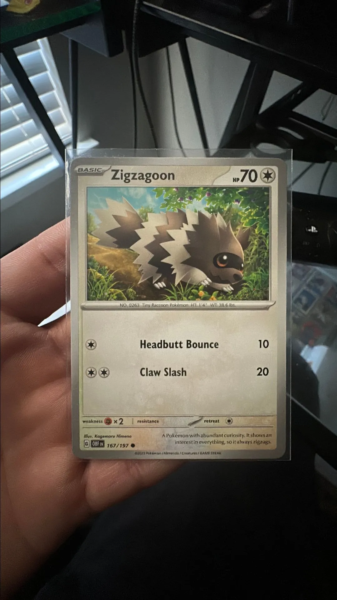 Product image for Zigzagoon (Obsidian Flames)