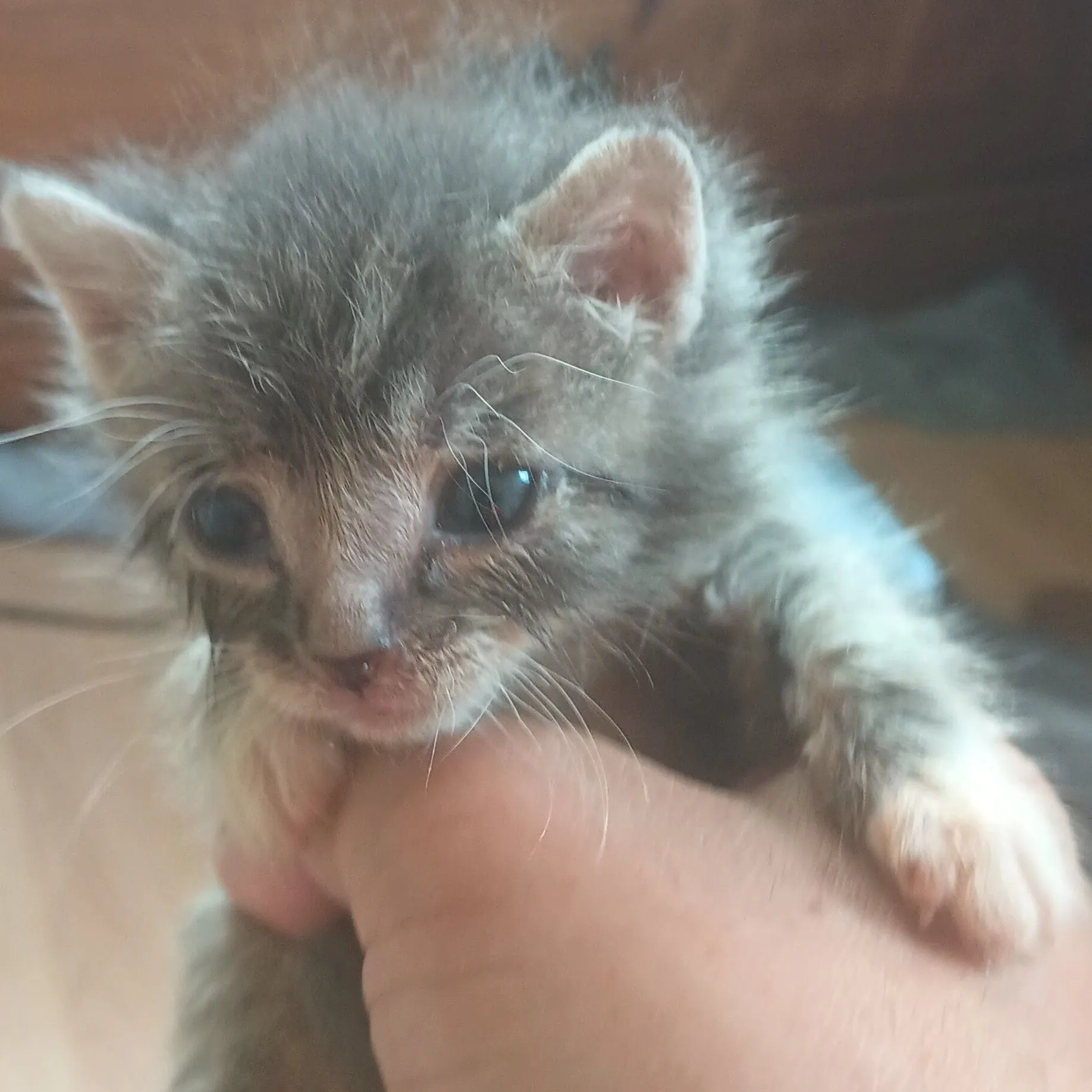 Product image for Independent Cat Rescue Donations 