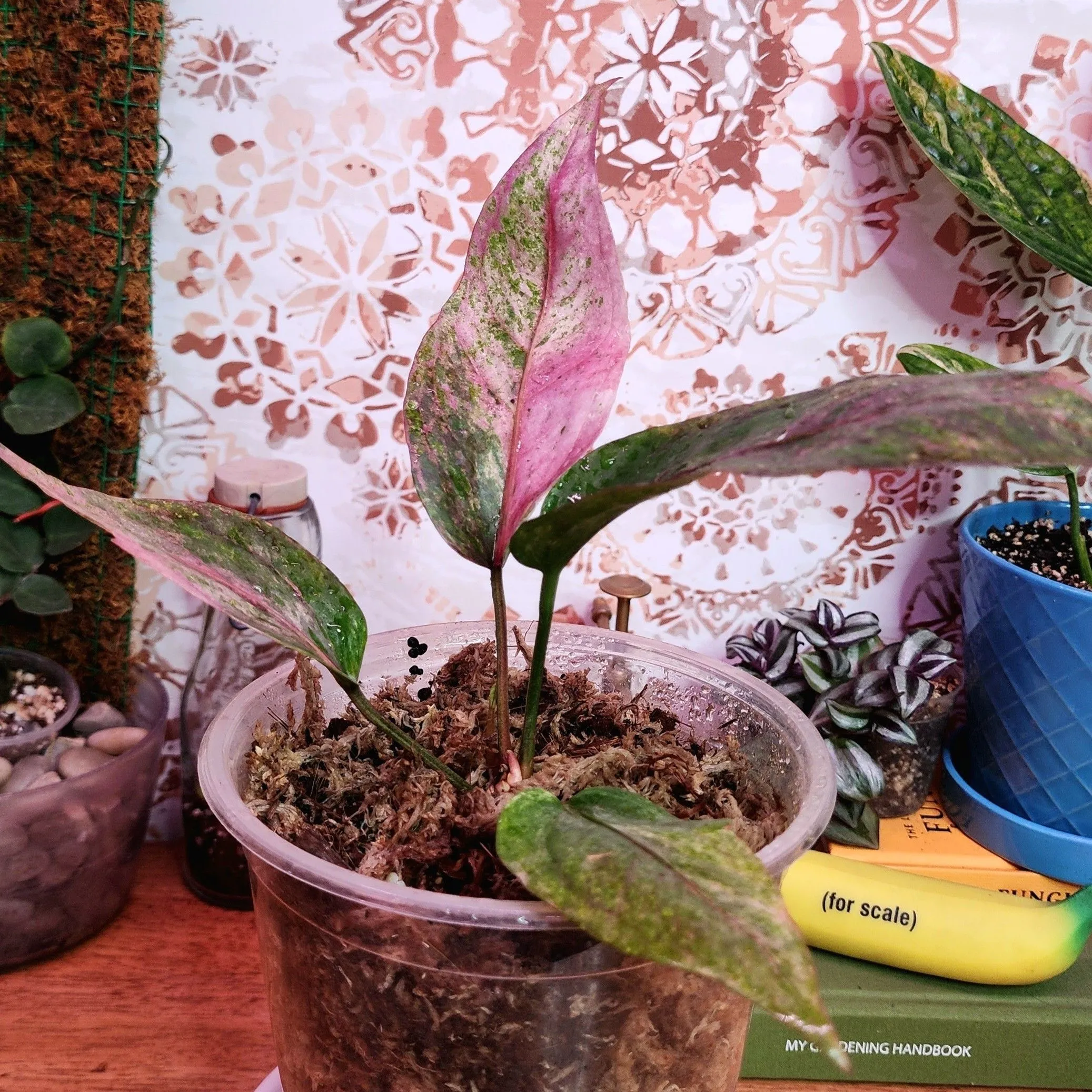 Anthurium Hookeri - Pink/Purple Mojito  Whatnot: Shop, Sell, Connect