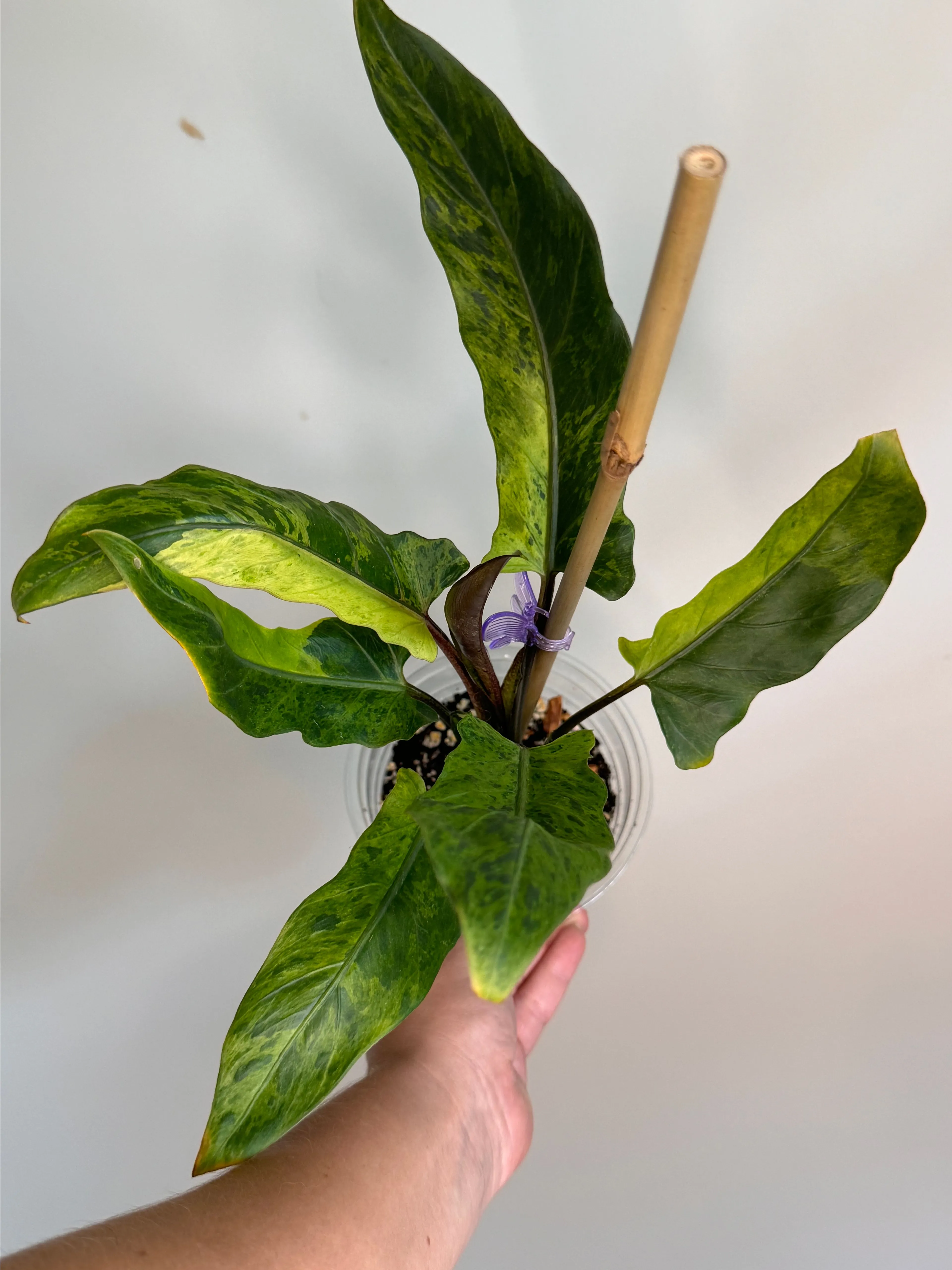 Product image for Alocasia Lauterbachiana Aurea
