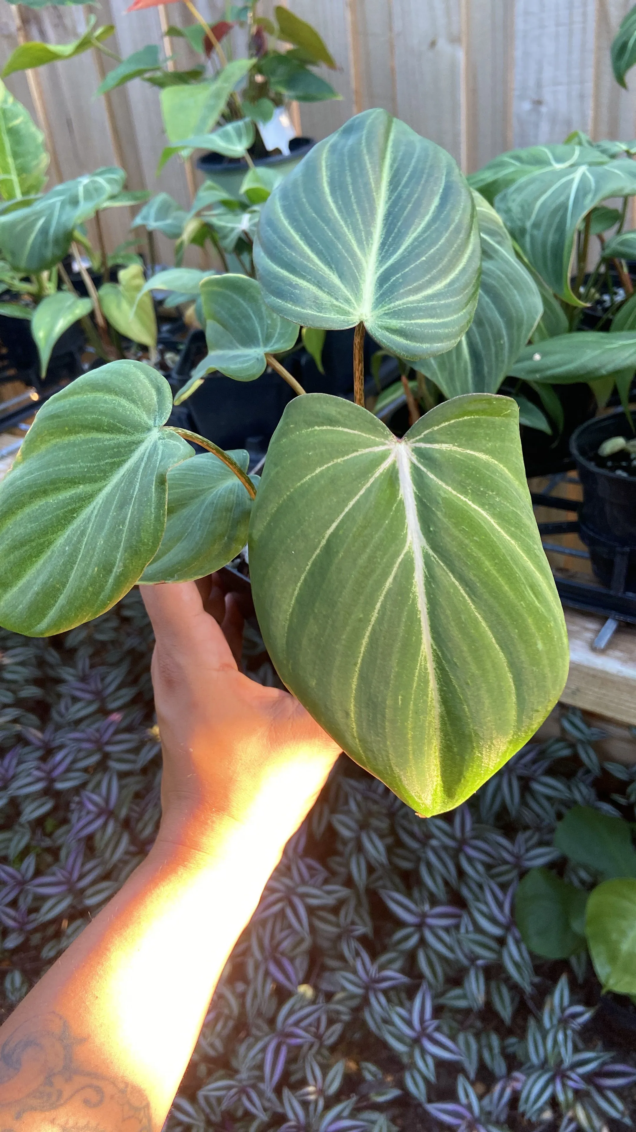 Product image for Philodendron Gloriosum