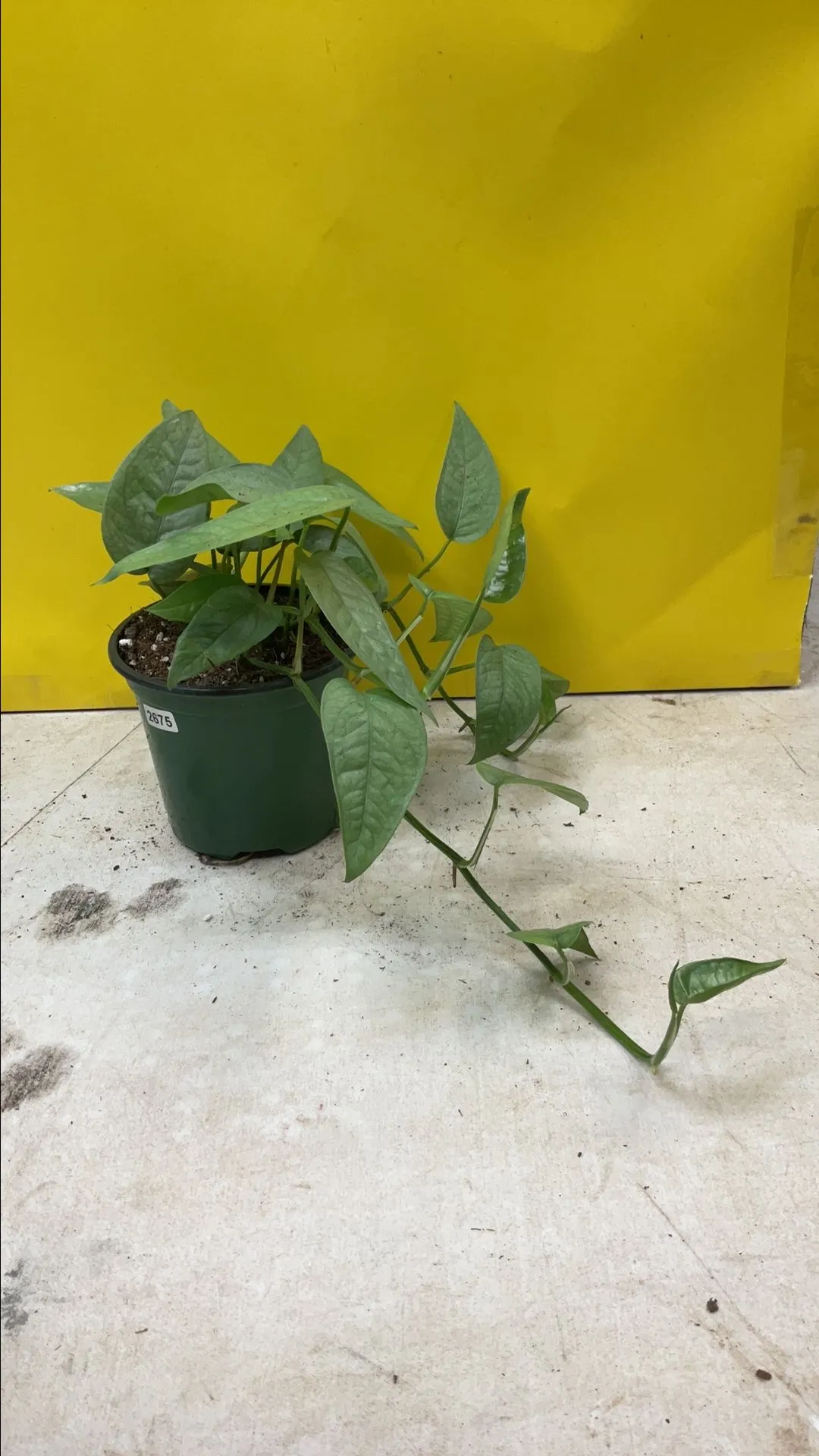Product image for Pothos Cebu Blue 2675