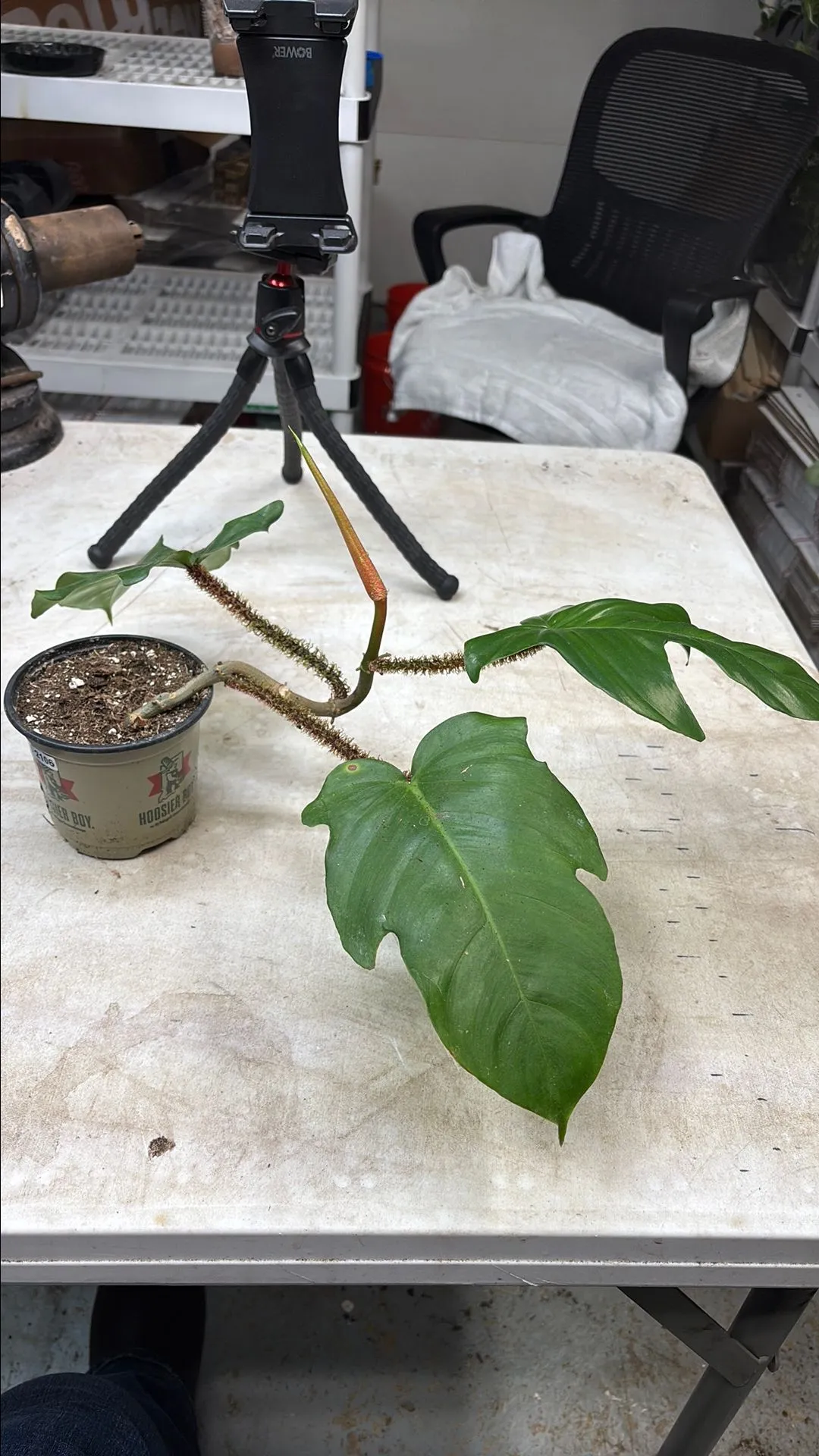Product image for Squamiferum Philodendron 2106
