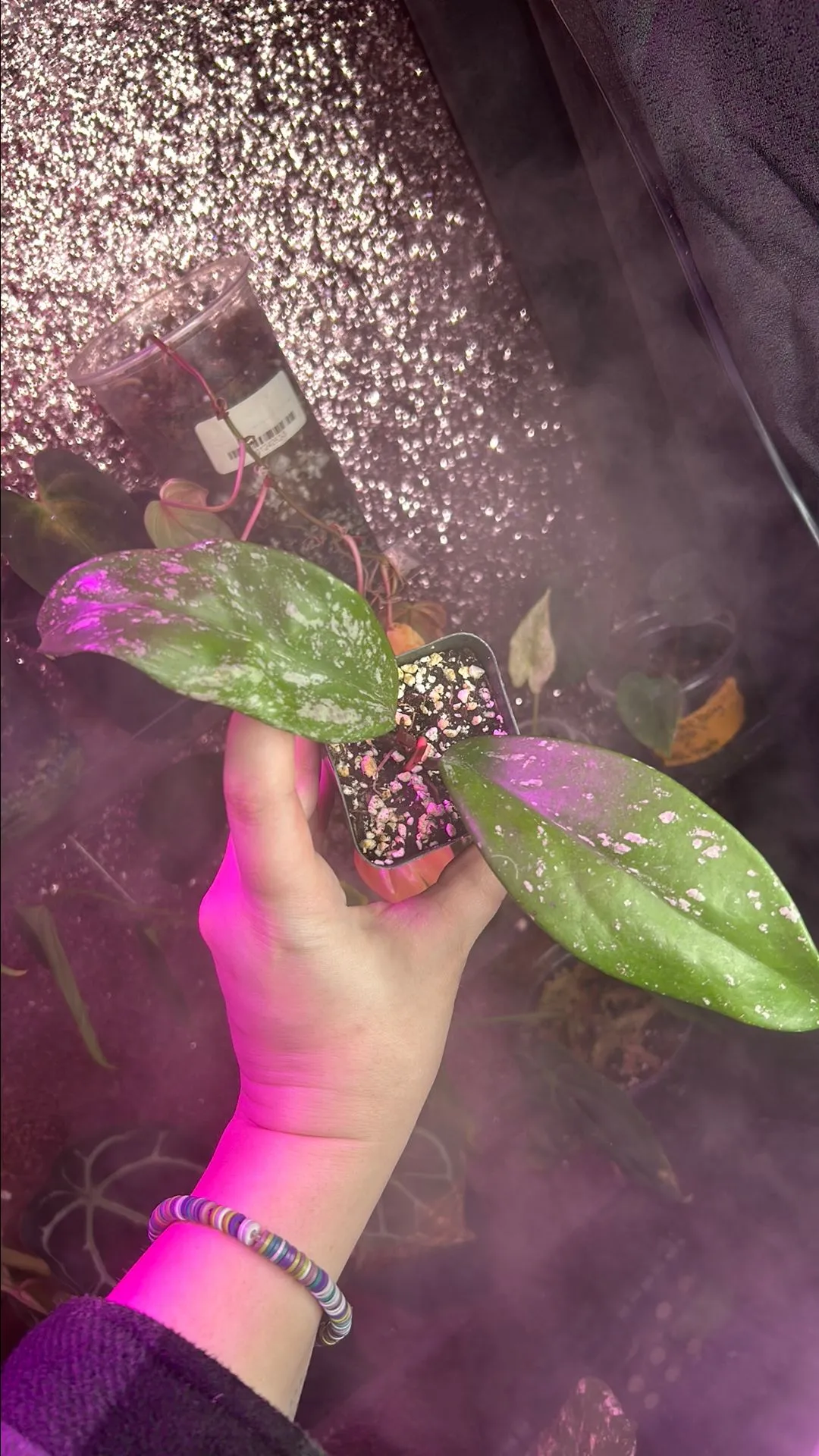 Product image for Hoya pubicaly x pink ghost