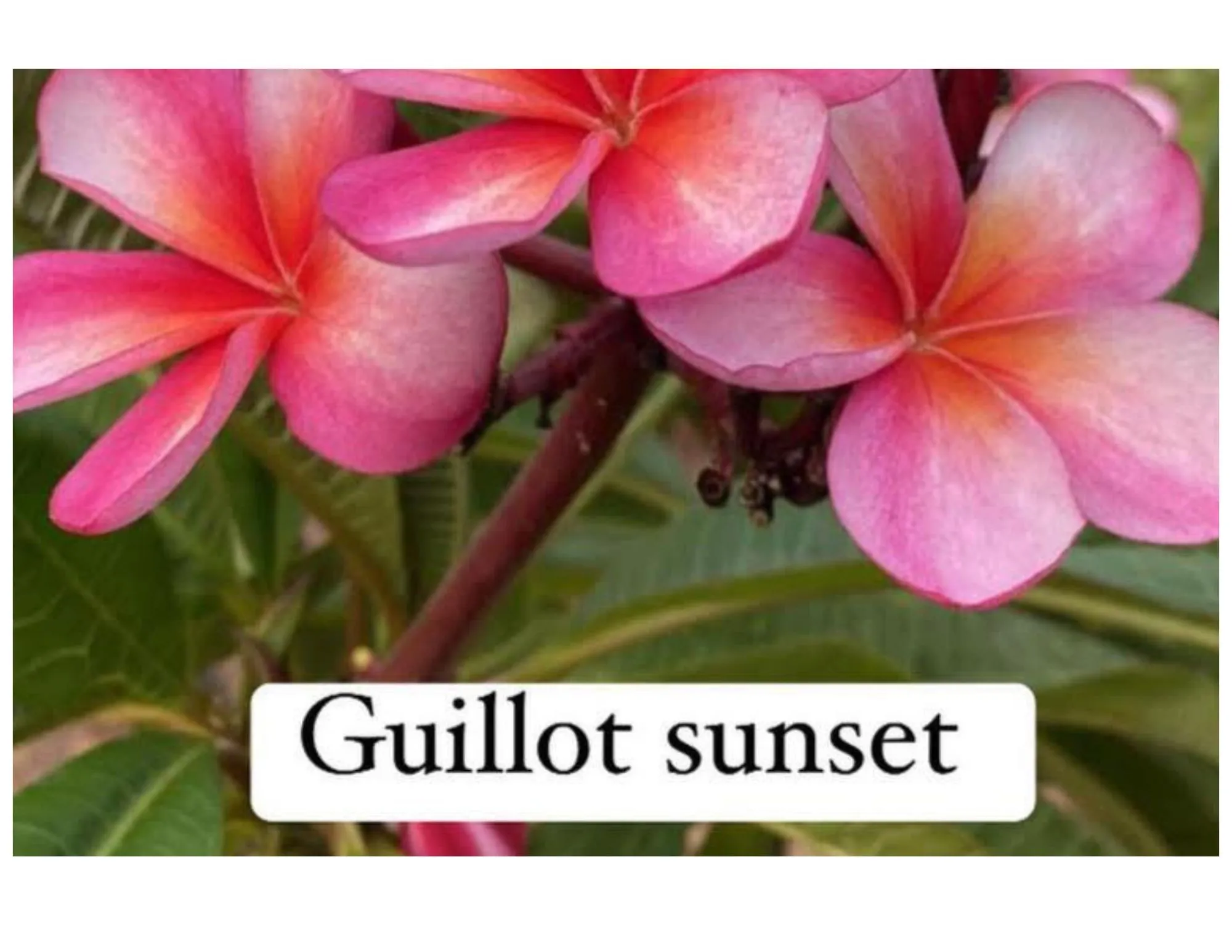 Product image for Guillot sunset plumeria cutting