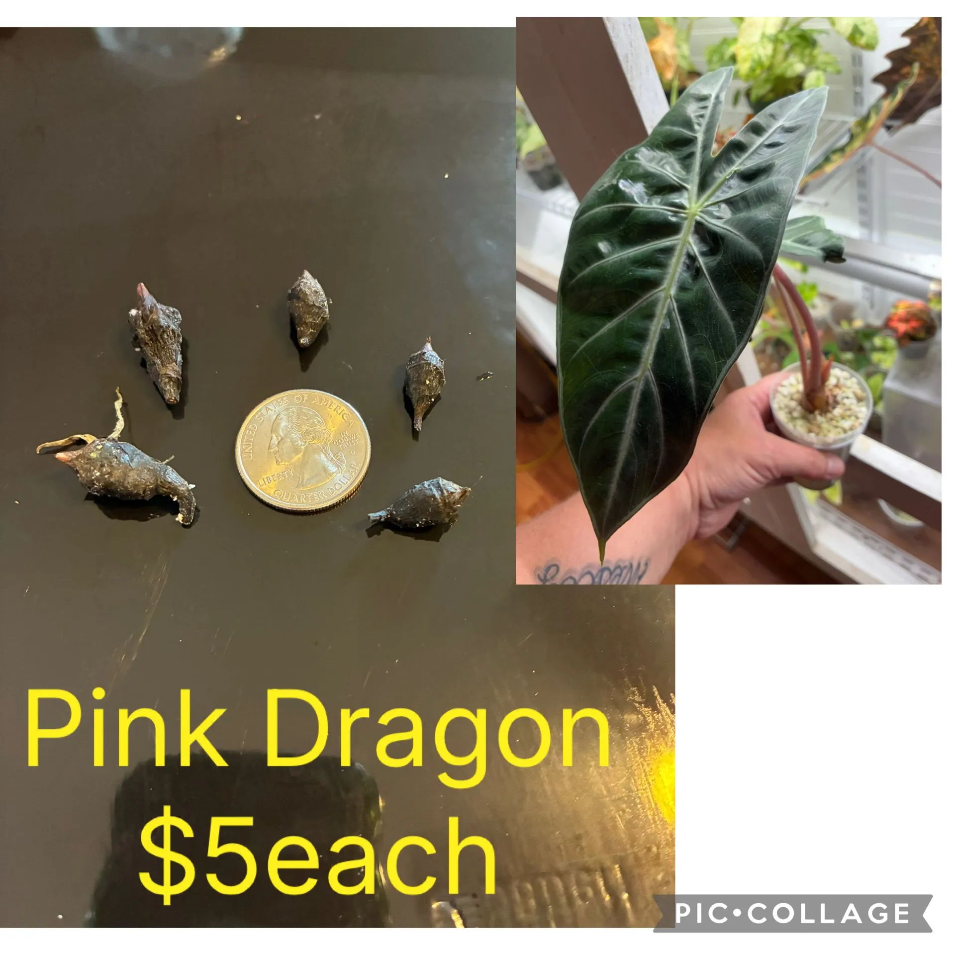 51e533f7-7e2d-4ed7-8384-4b0bd6f41196