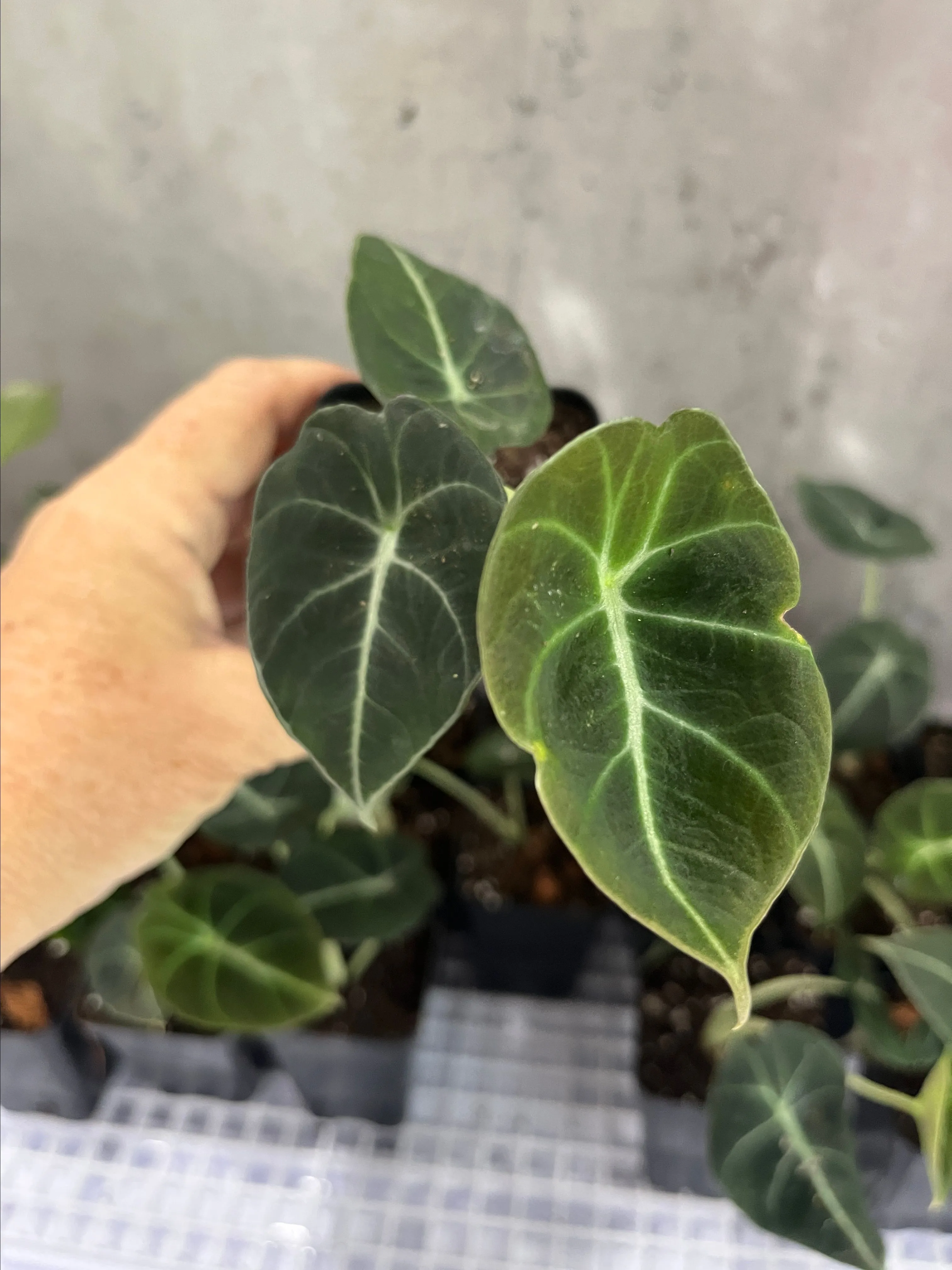 Product image for Alocasia black velvet starters -2 per order