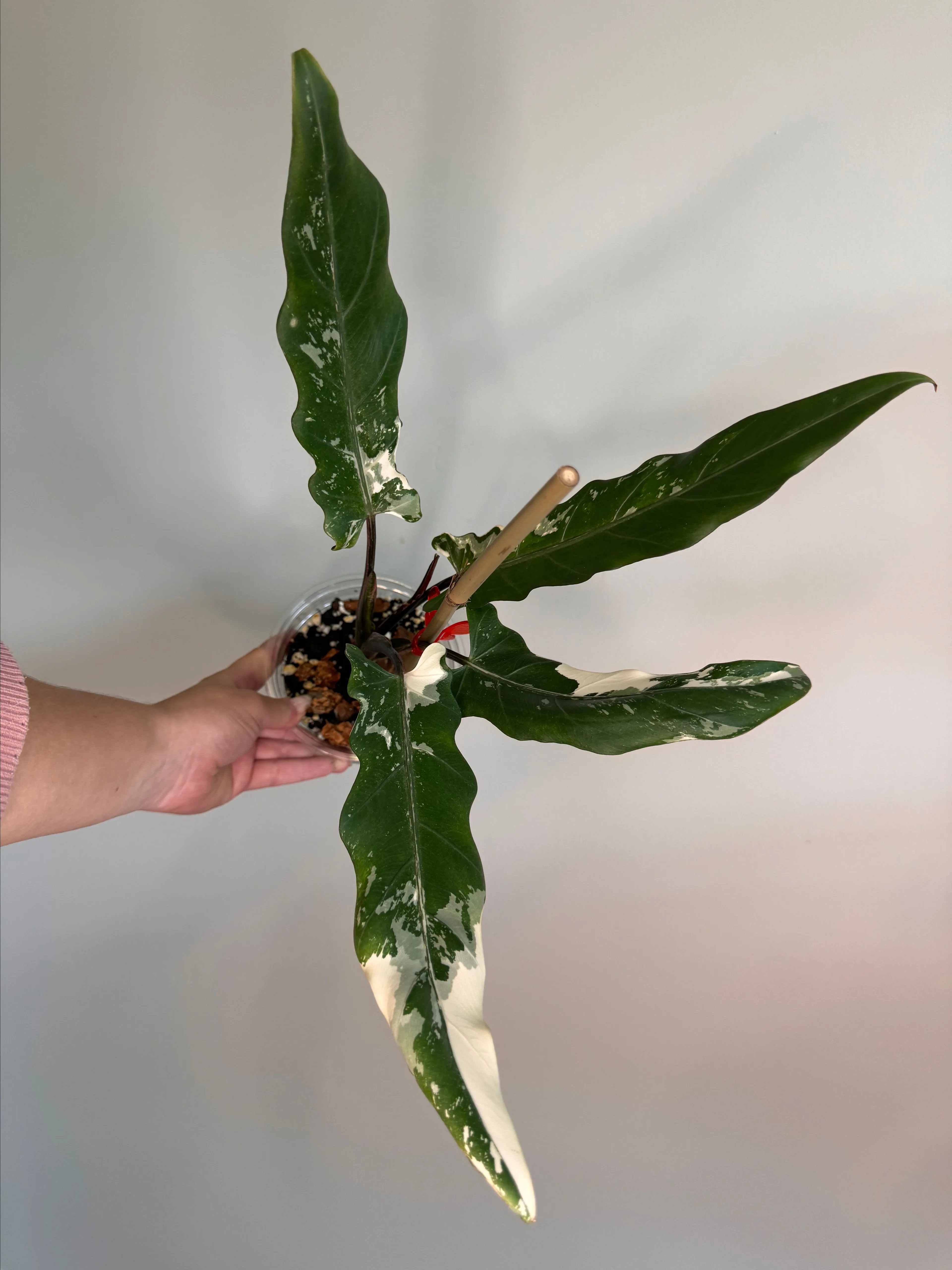 Listing Image Blurred Background