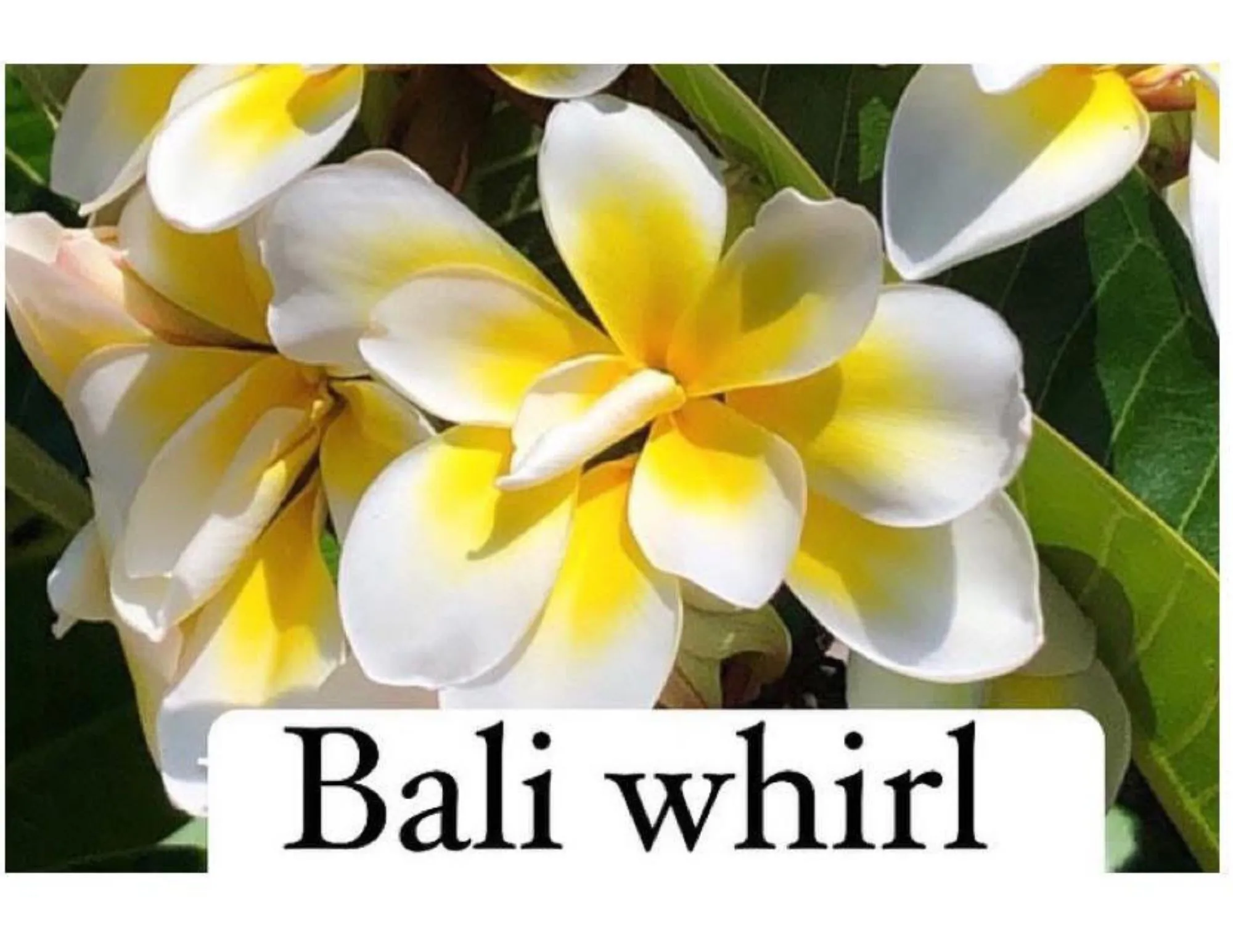 Product image for Bali Whirl Plumeria cutting