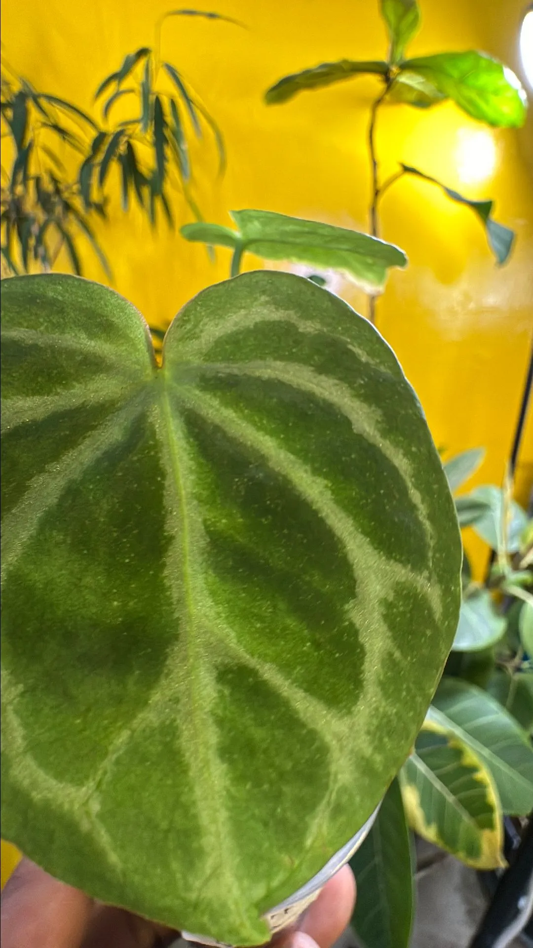 Product image for Anthurium King Spades x Dorayaki