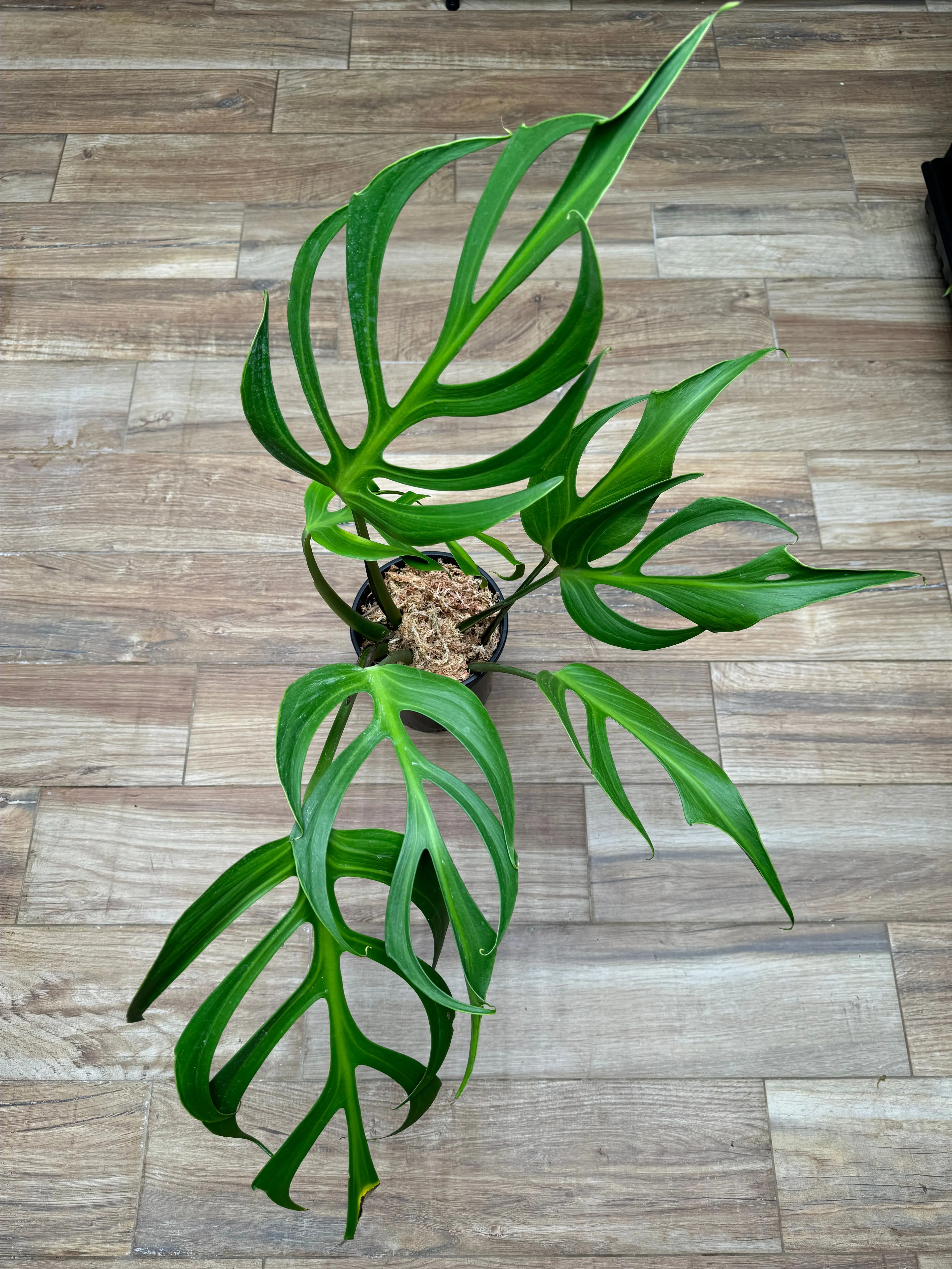 Product image for Philodendron Burle Marx Flame