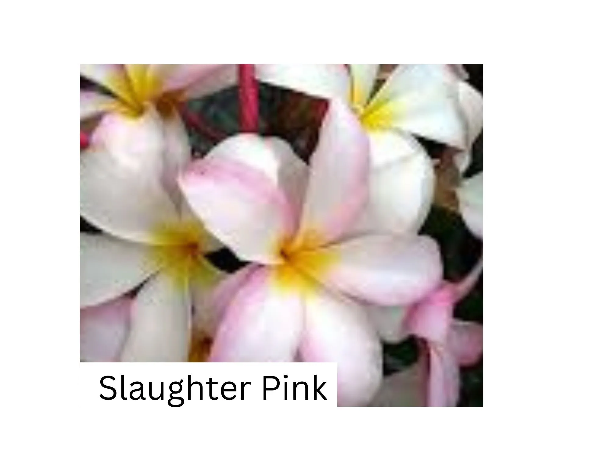 Product image for Slaughter Punk plumeria cutting
