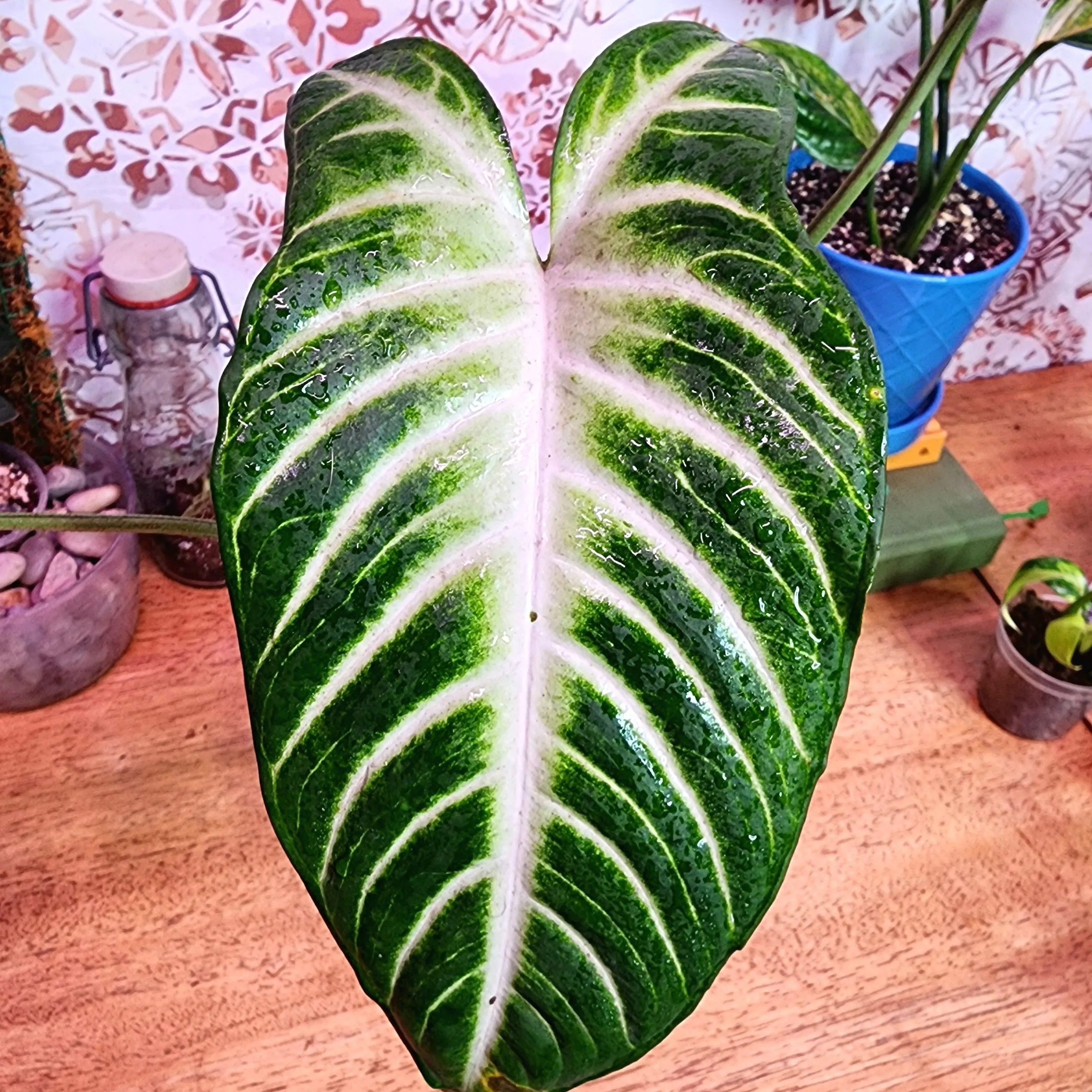 Xanthosoma Lindenii