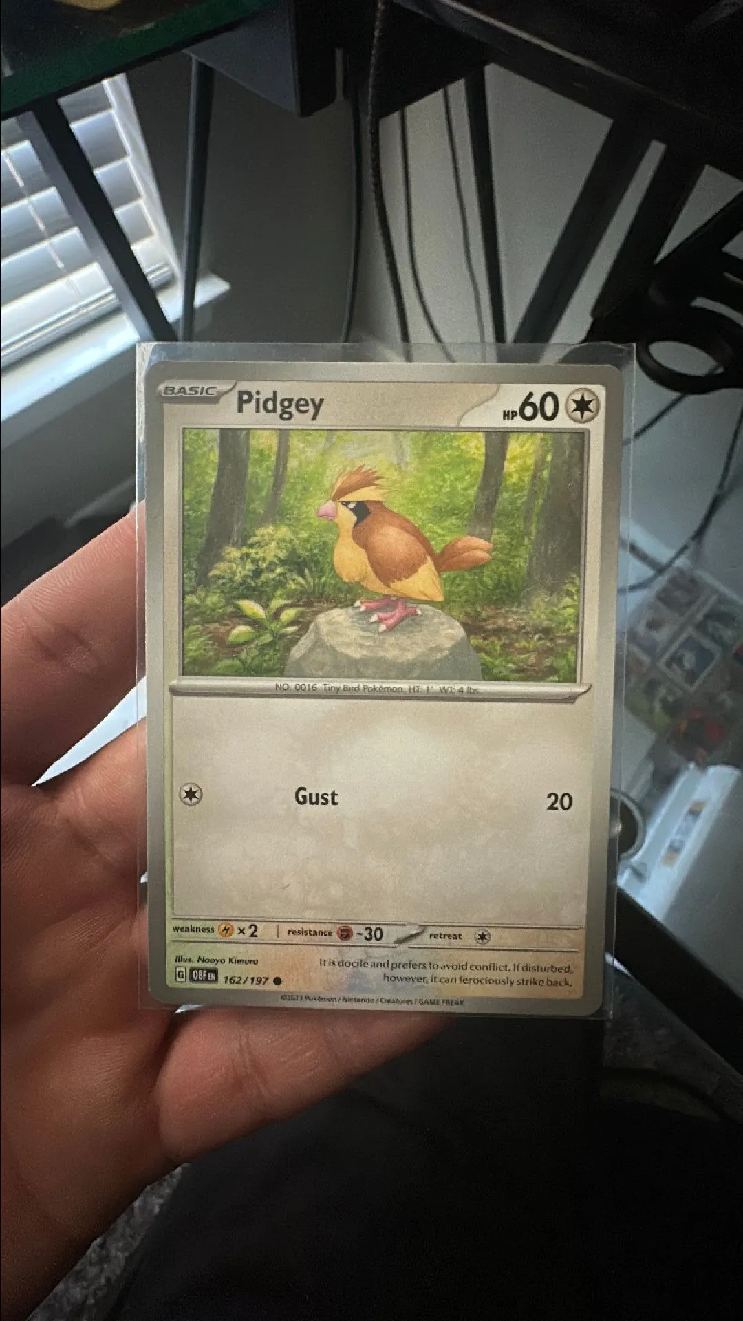 Product image for Pidgey (Obsidian Flames)