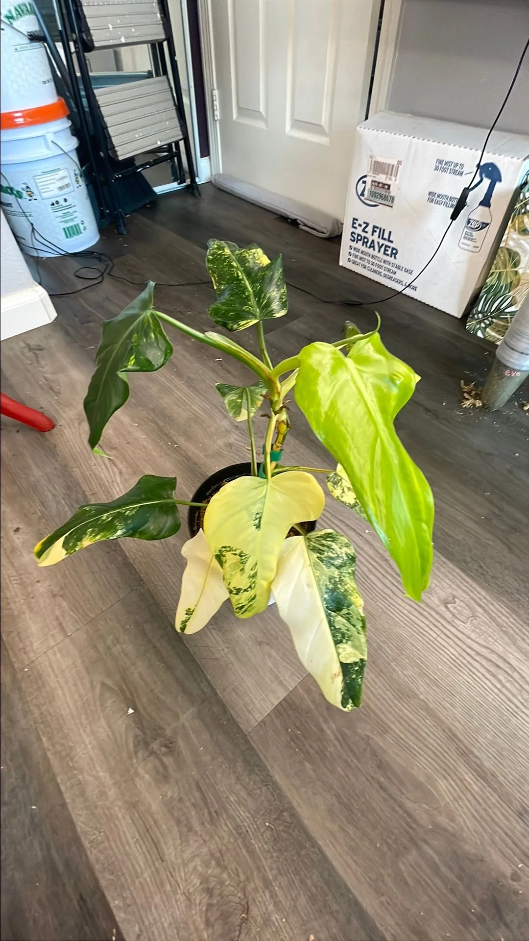 Product image for Philodendron Domesticum Variegated Mama
