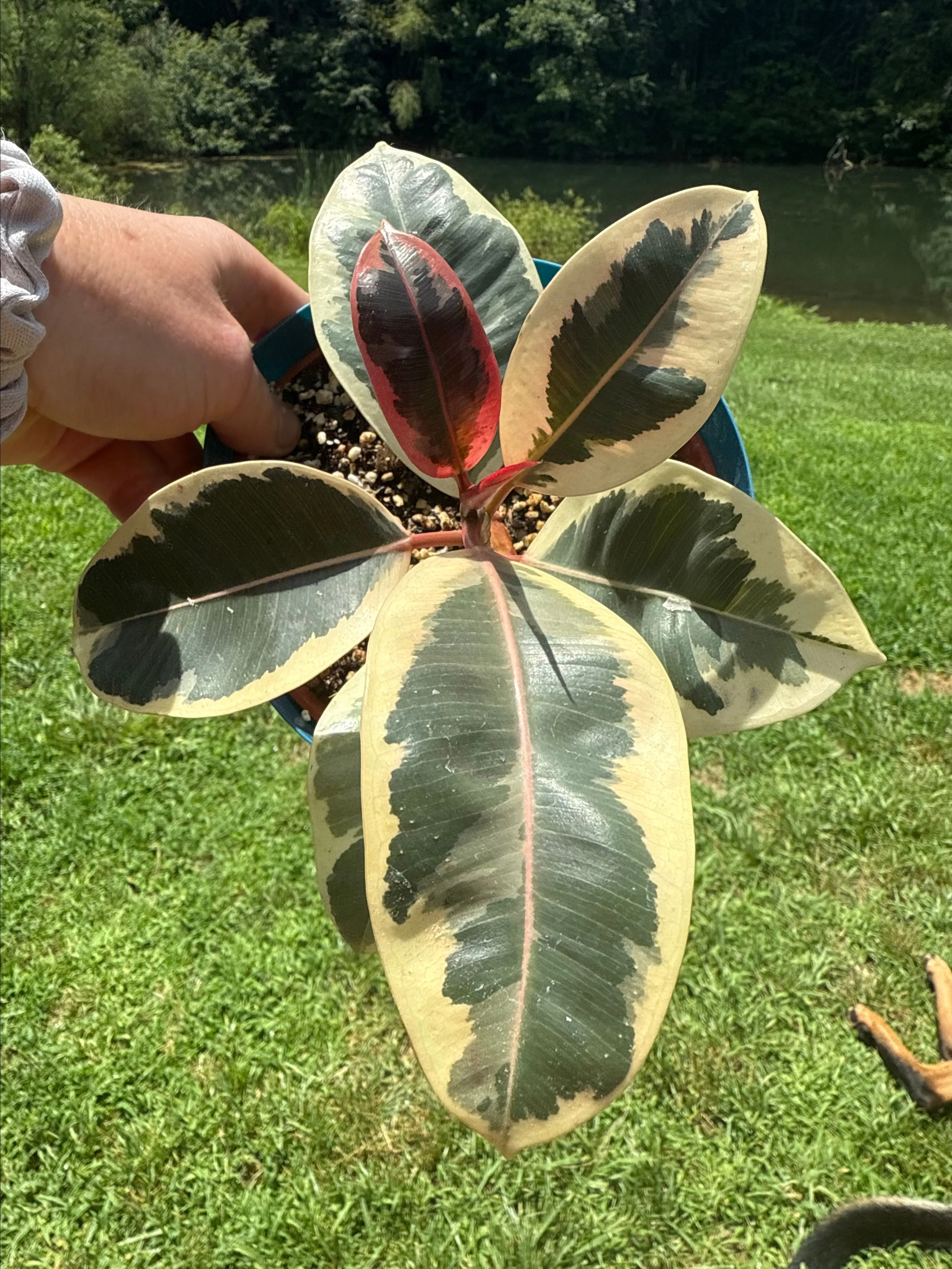 Product image for Ficus Tineke