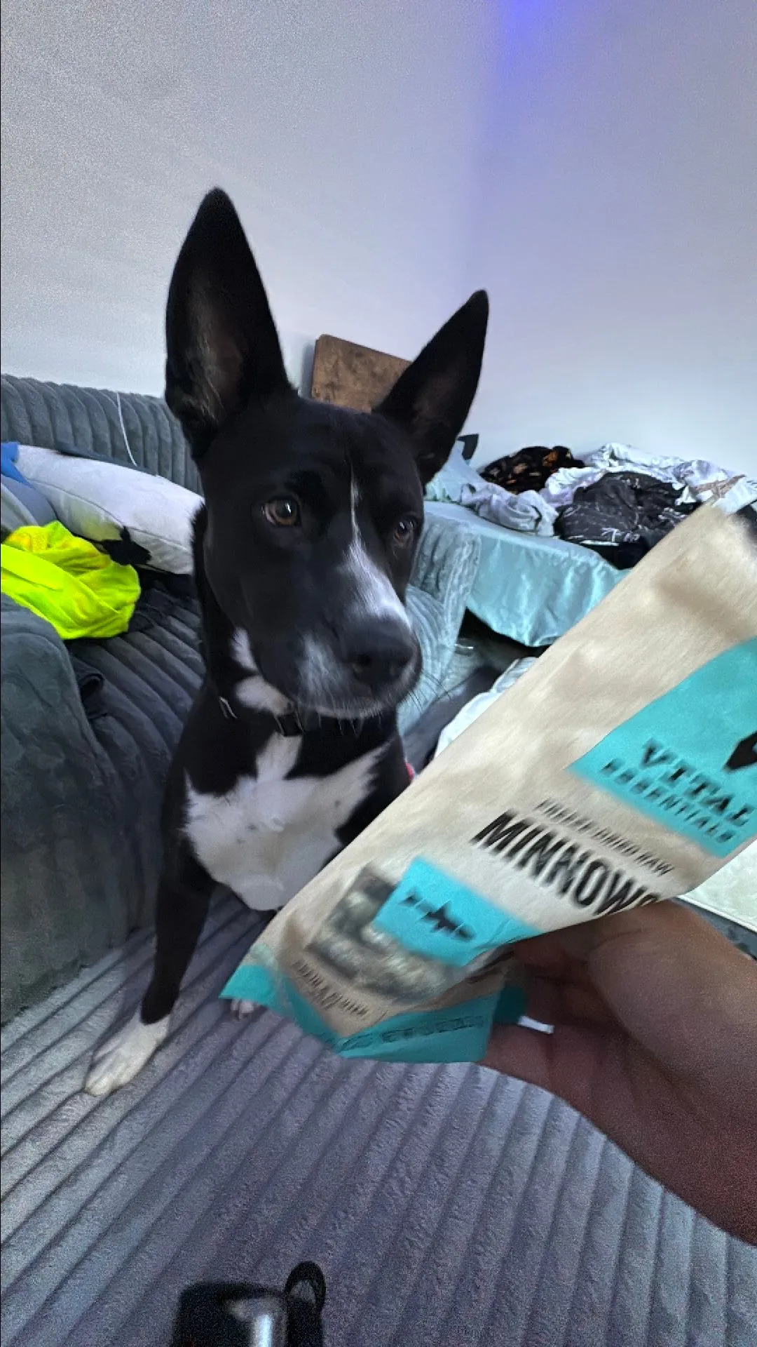 Product image for Streamer Support Give Shyloh A Treat!