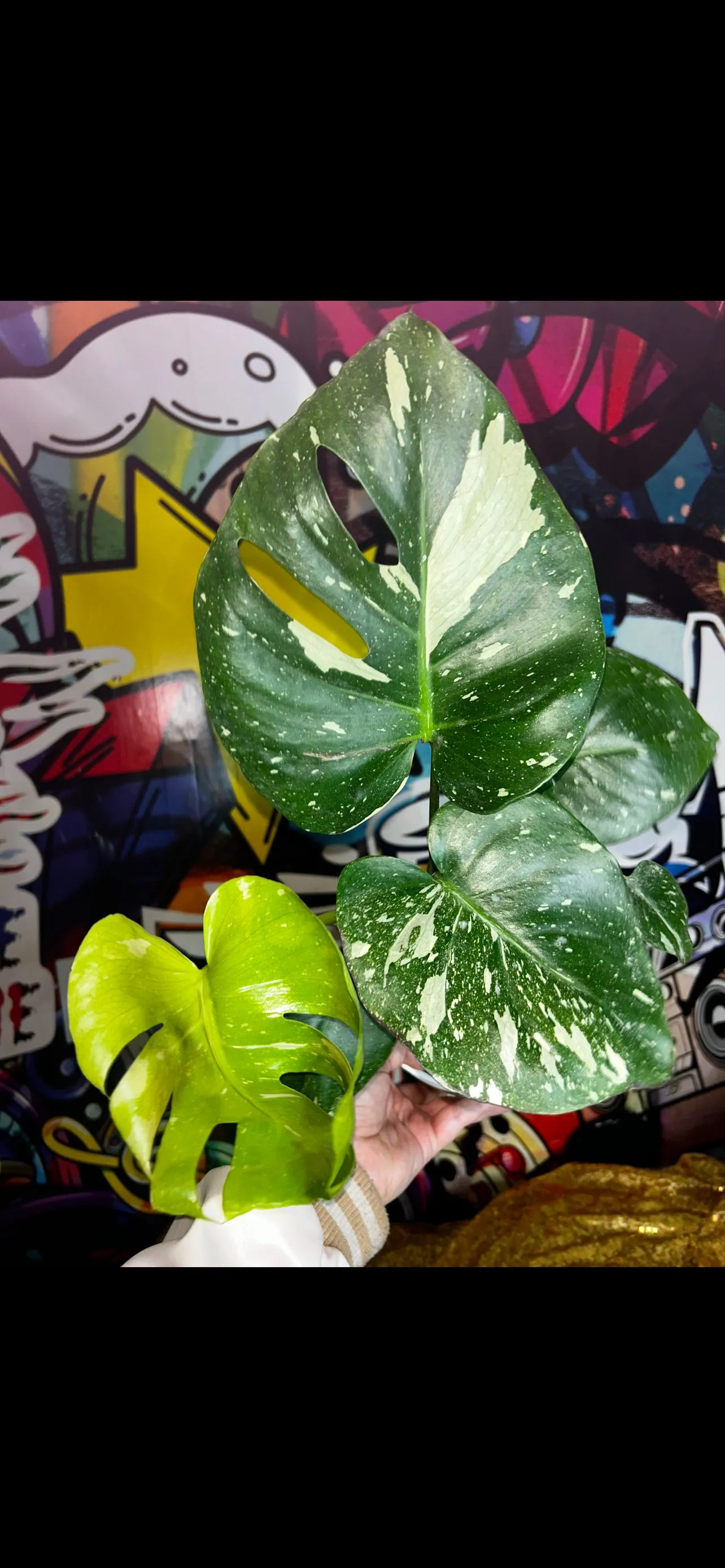 Product image for True Large Form Thai