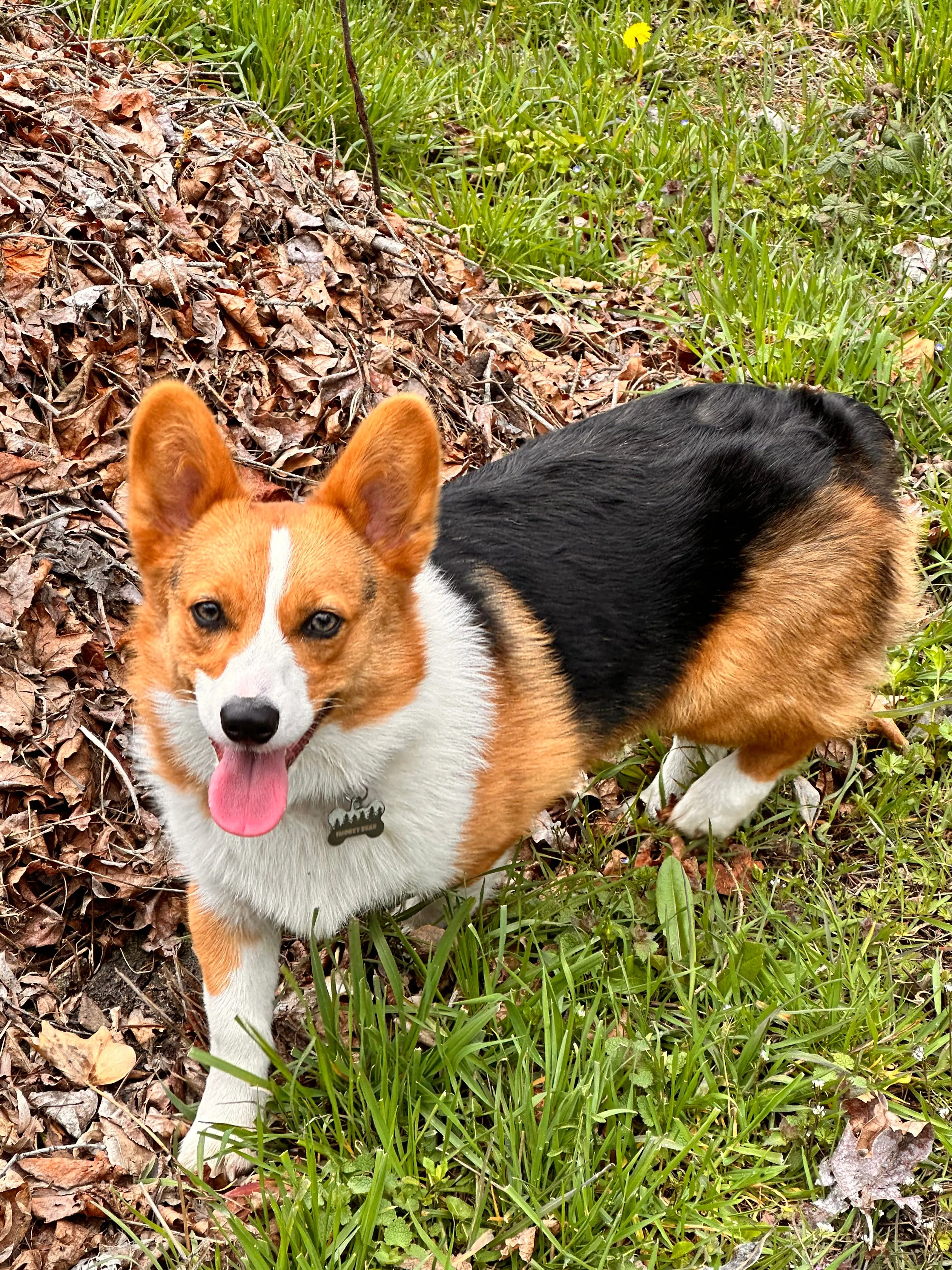 Product image for Puppy treats