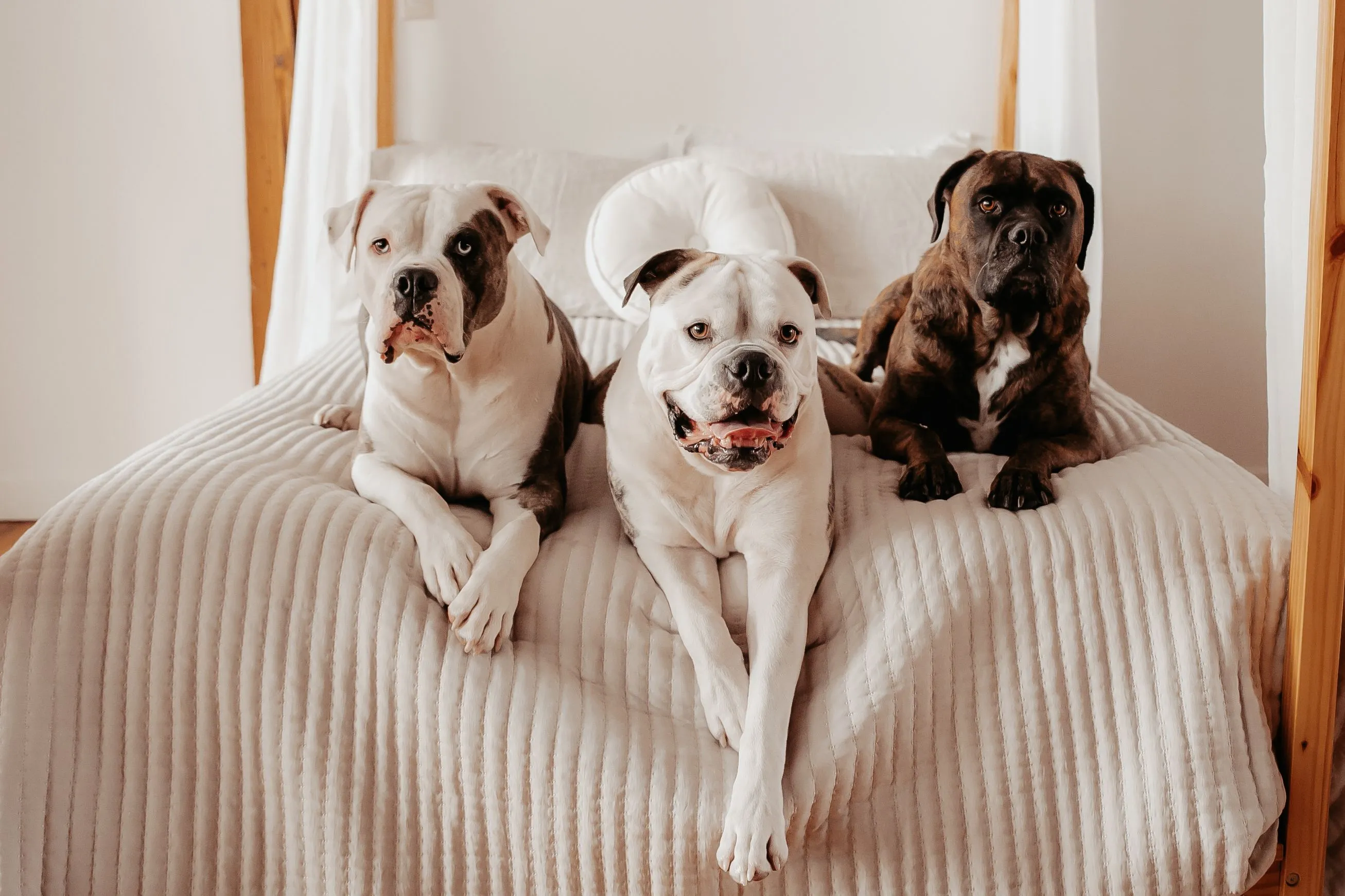 Product image for 0-Buy a treat for my doggos!