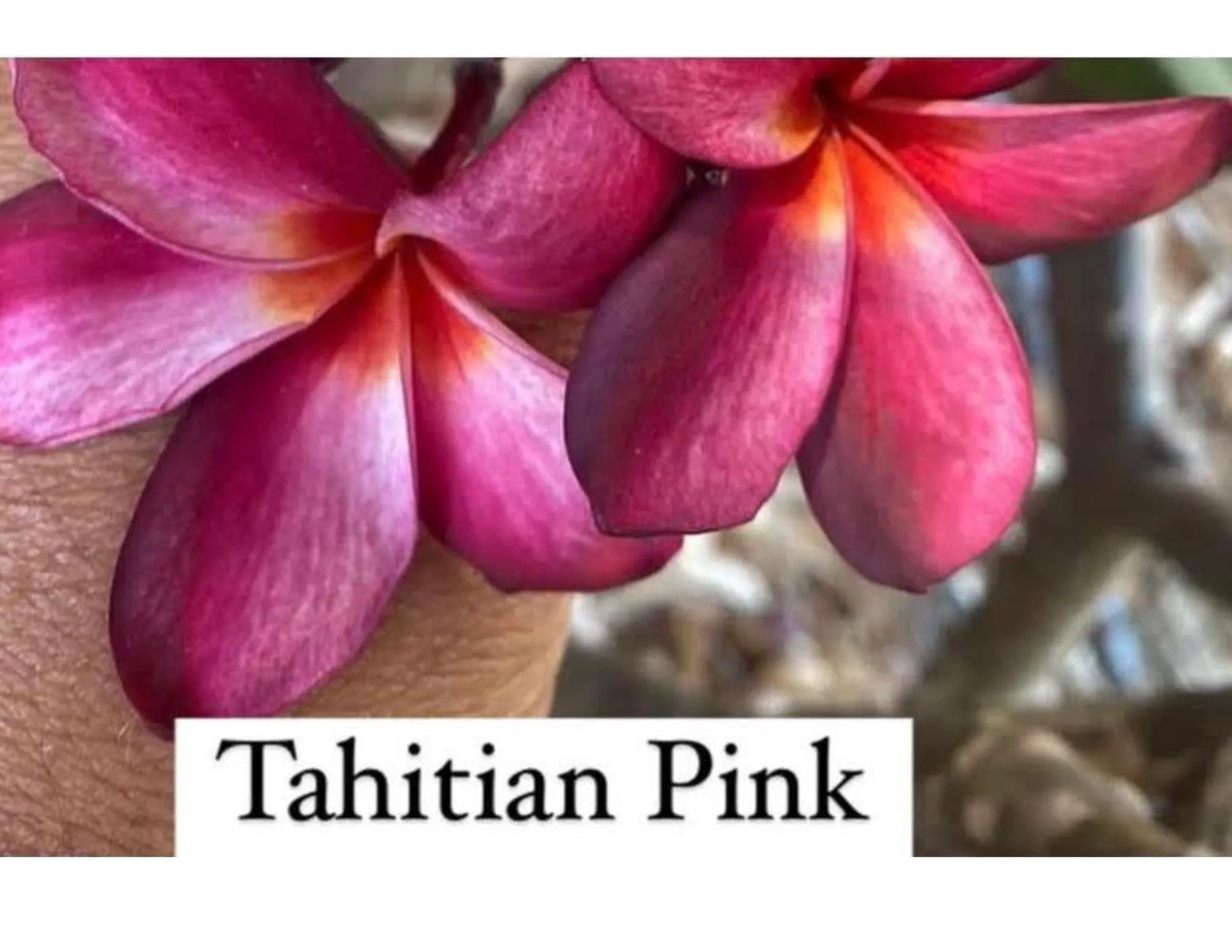 Product image for Tahitian Pink plumeria cutting