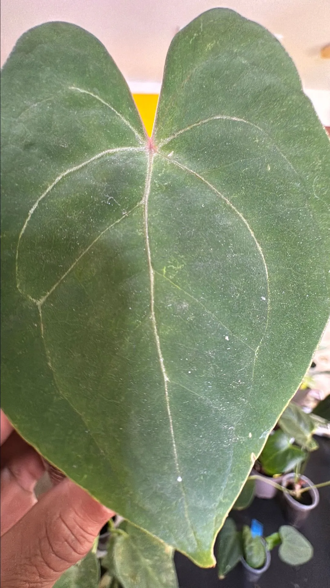 Product image for Anthurium AOS Dark  x self SKG