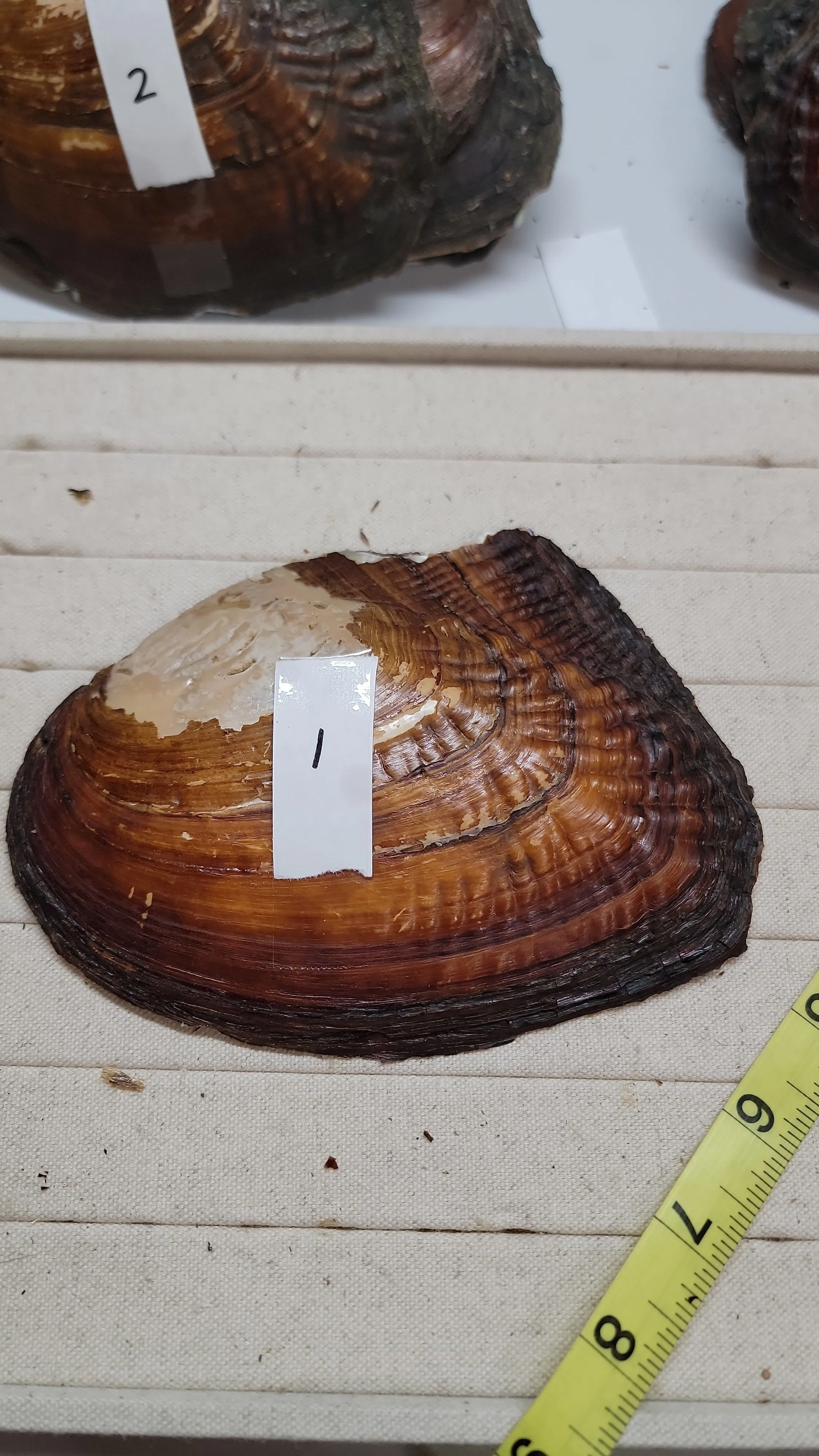 5b6bb8da-92cf-46d1-acec-80ed9b628a50