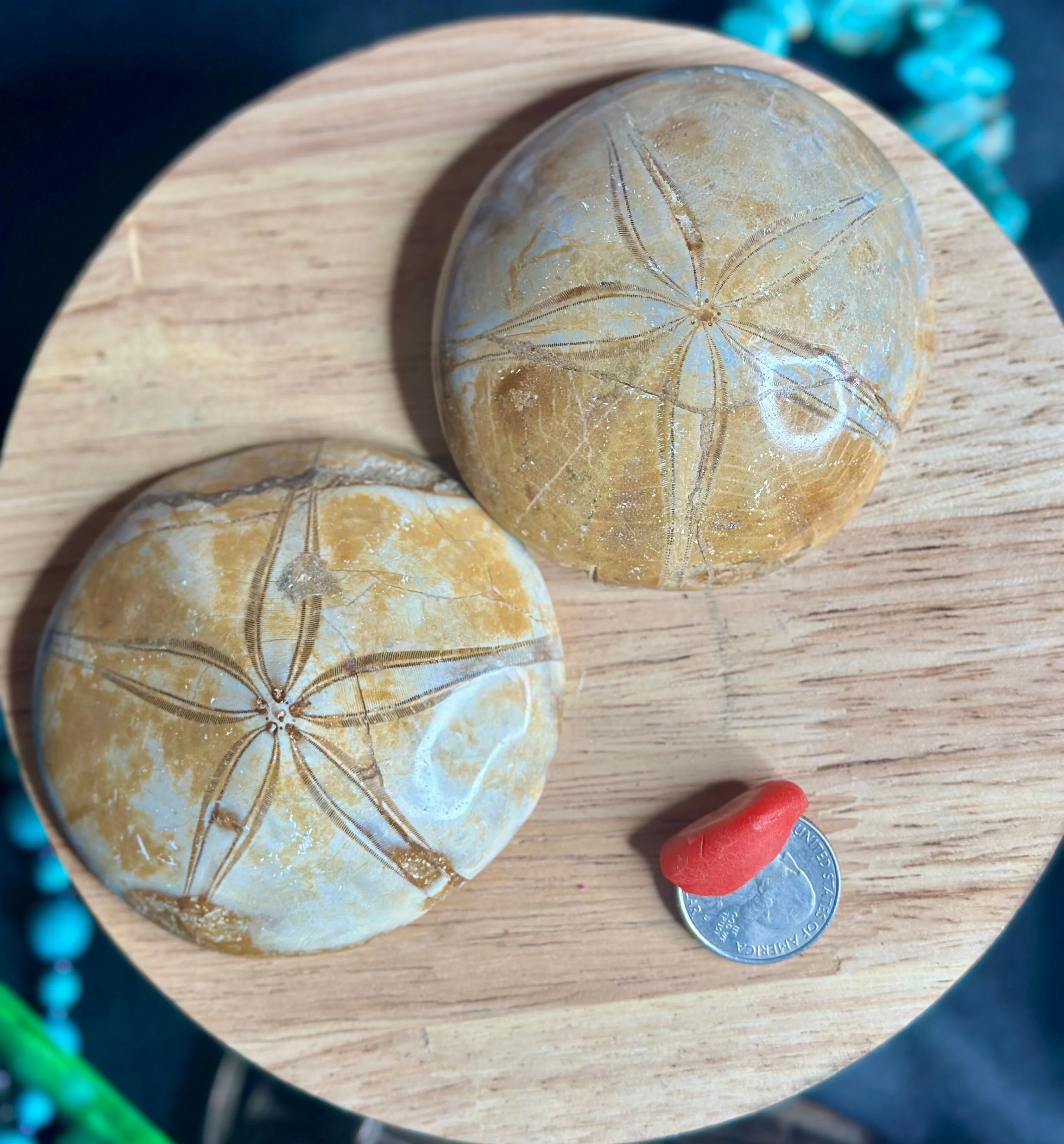 Product image for ONE fossilized sand dollar