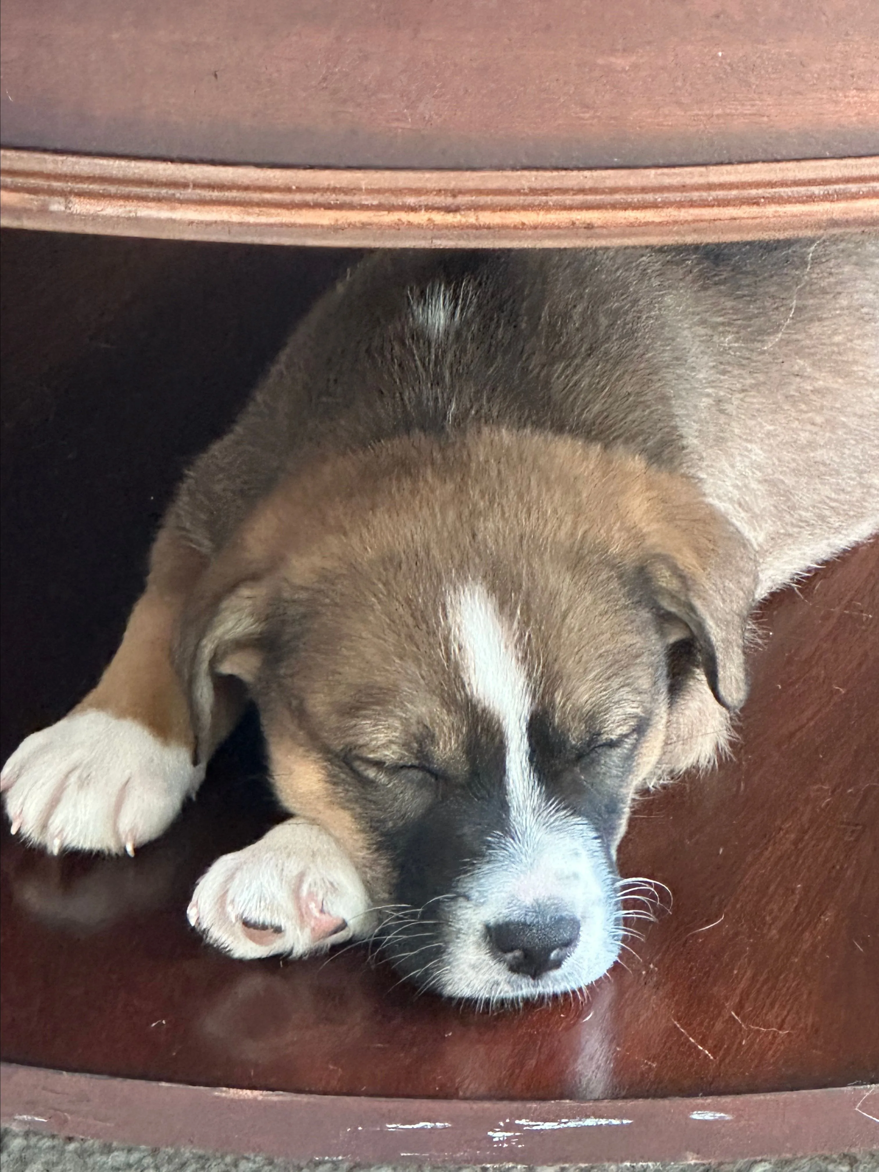 Product image for Buy our new puppy "Evie" a biscuit!