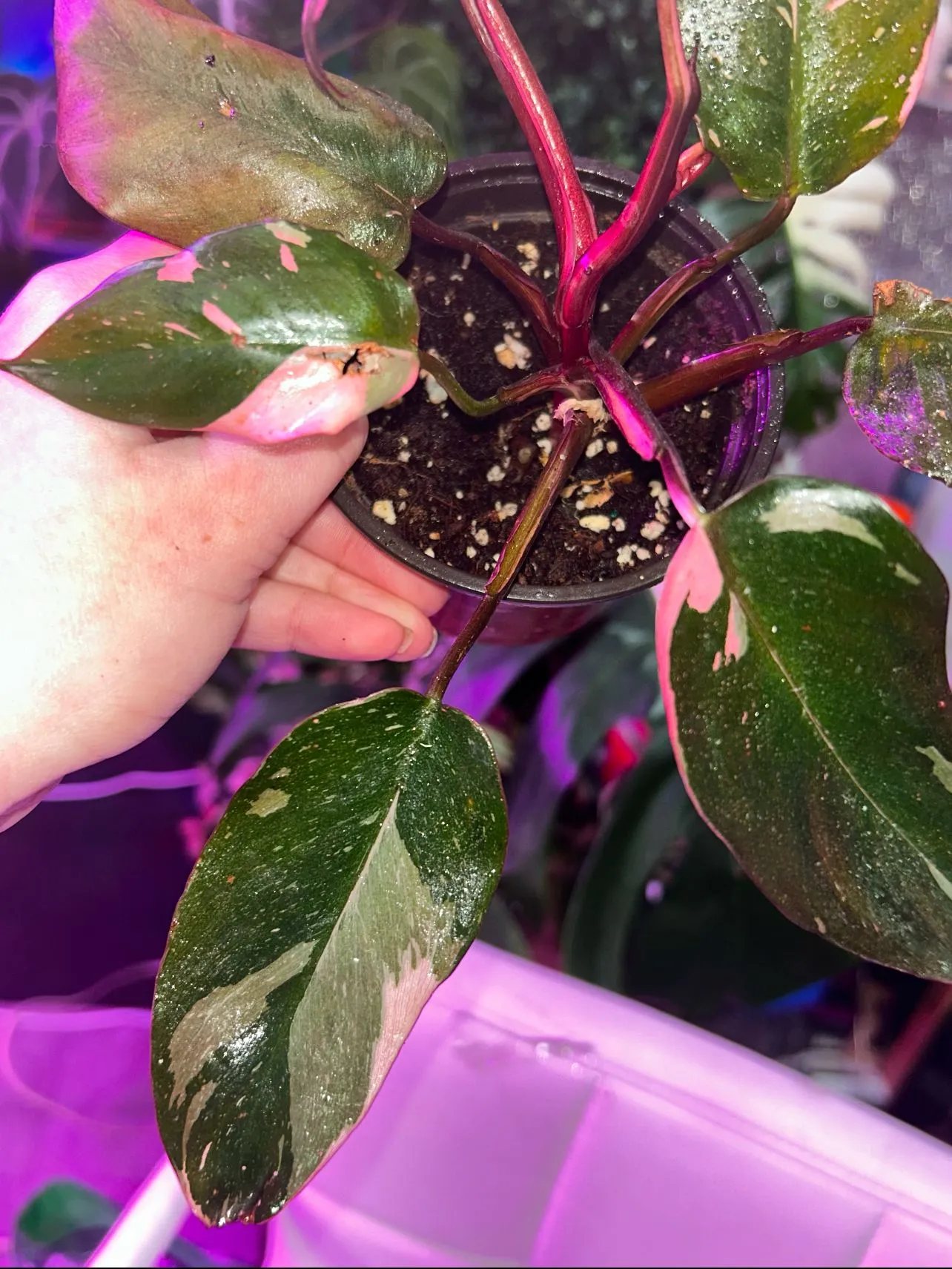 Product image for Pink Princess Philodendron