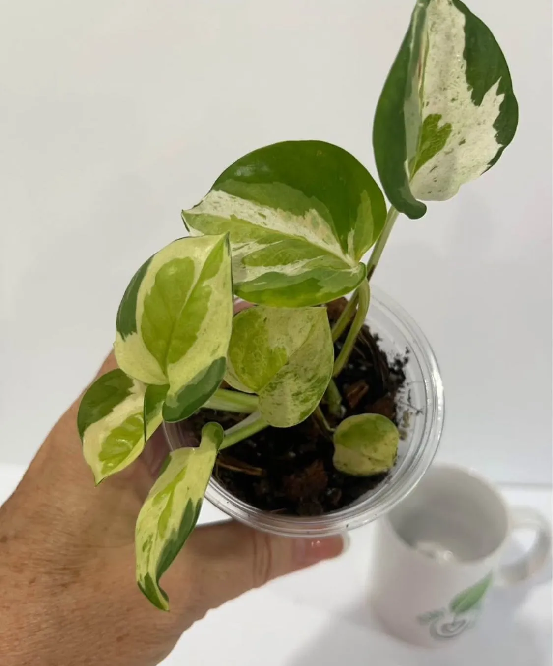 Product image for Japanese pothos