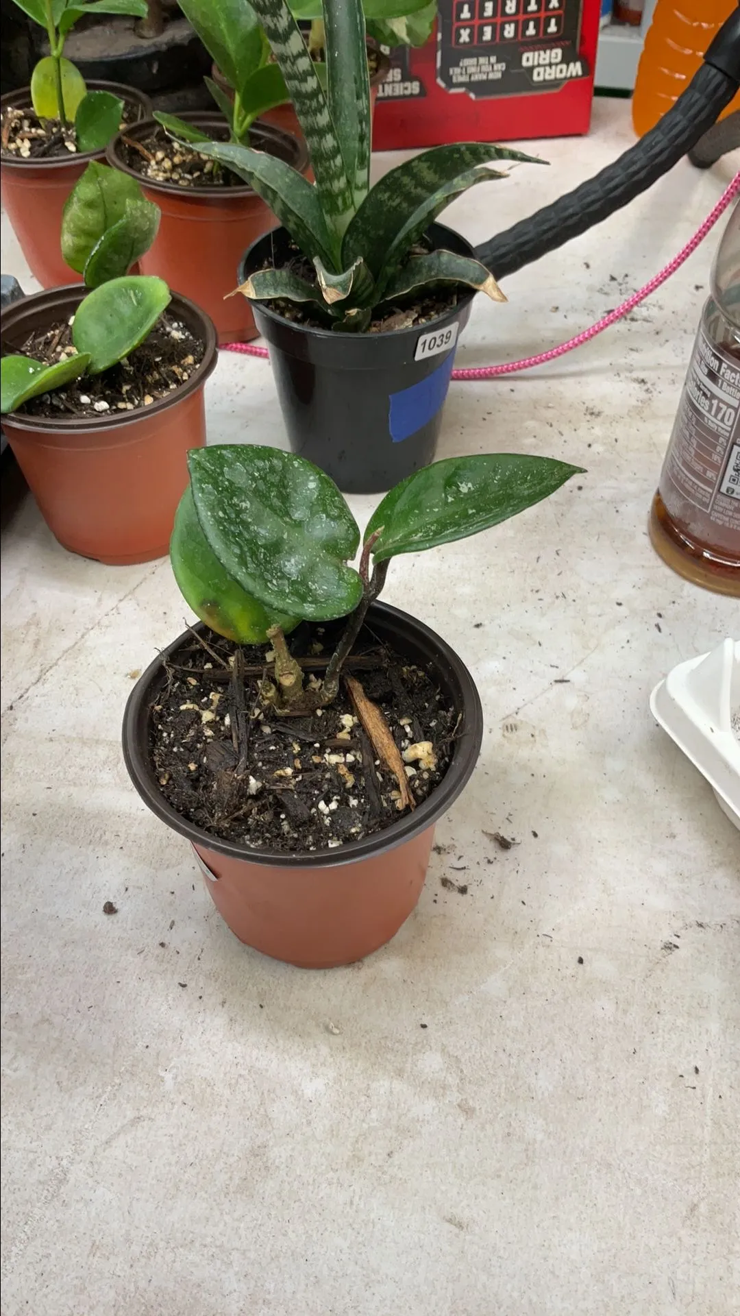 Product image for Chelsea Hoya 2151